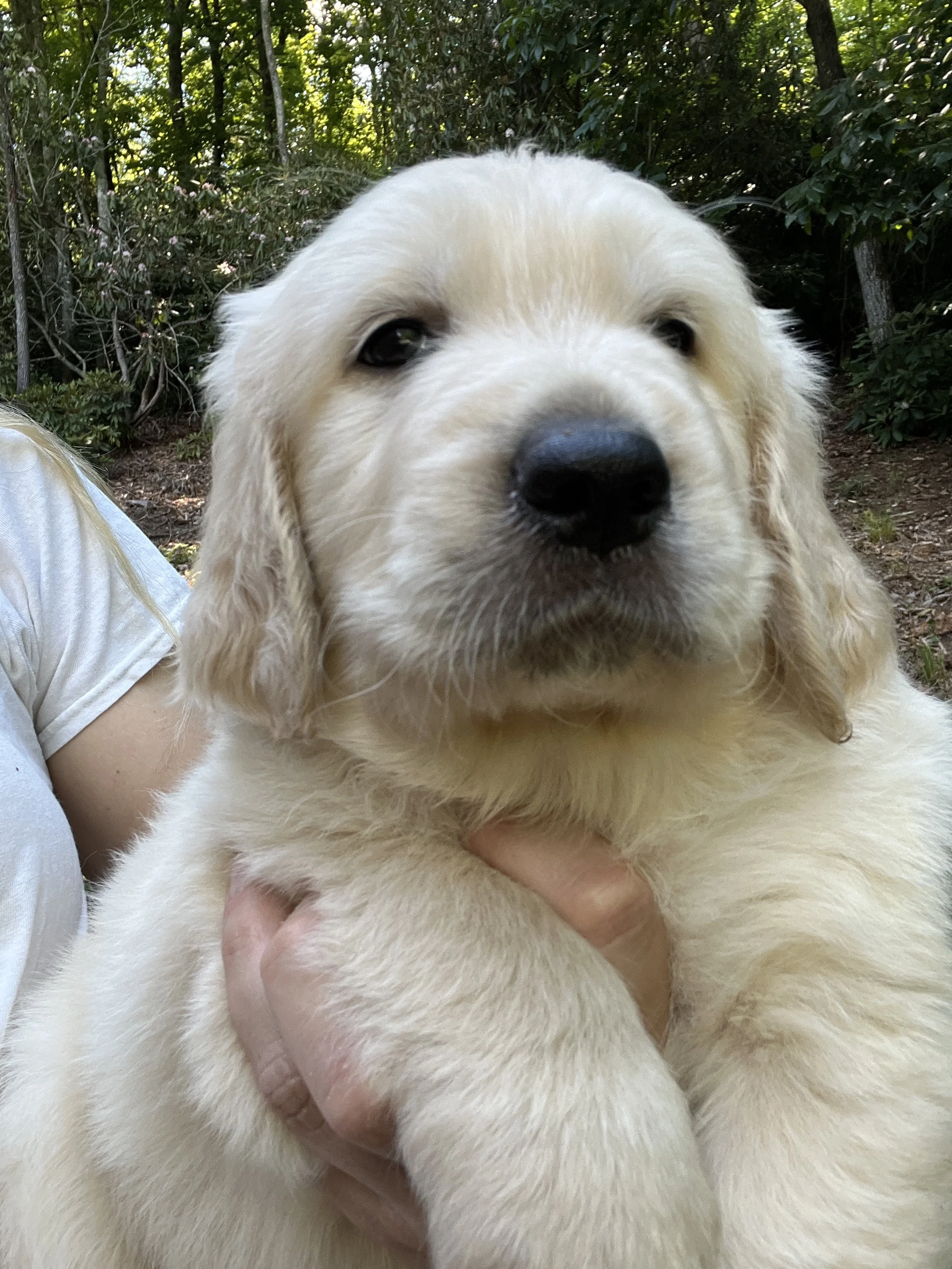 Snoopy