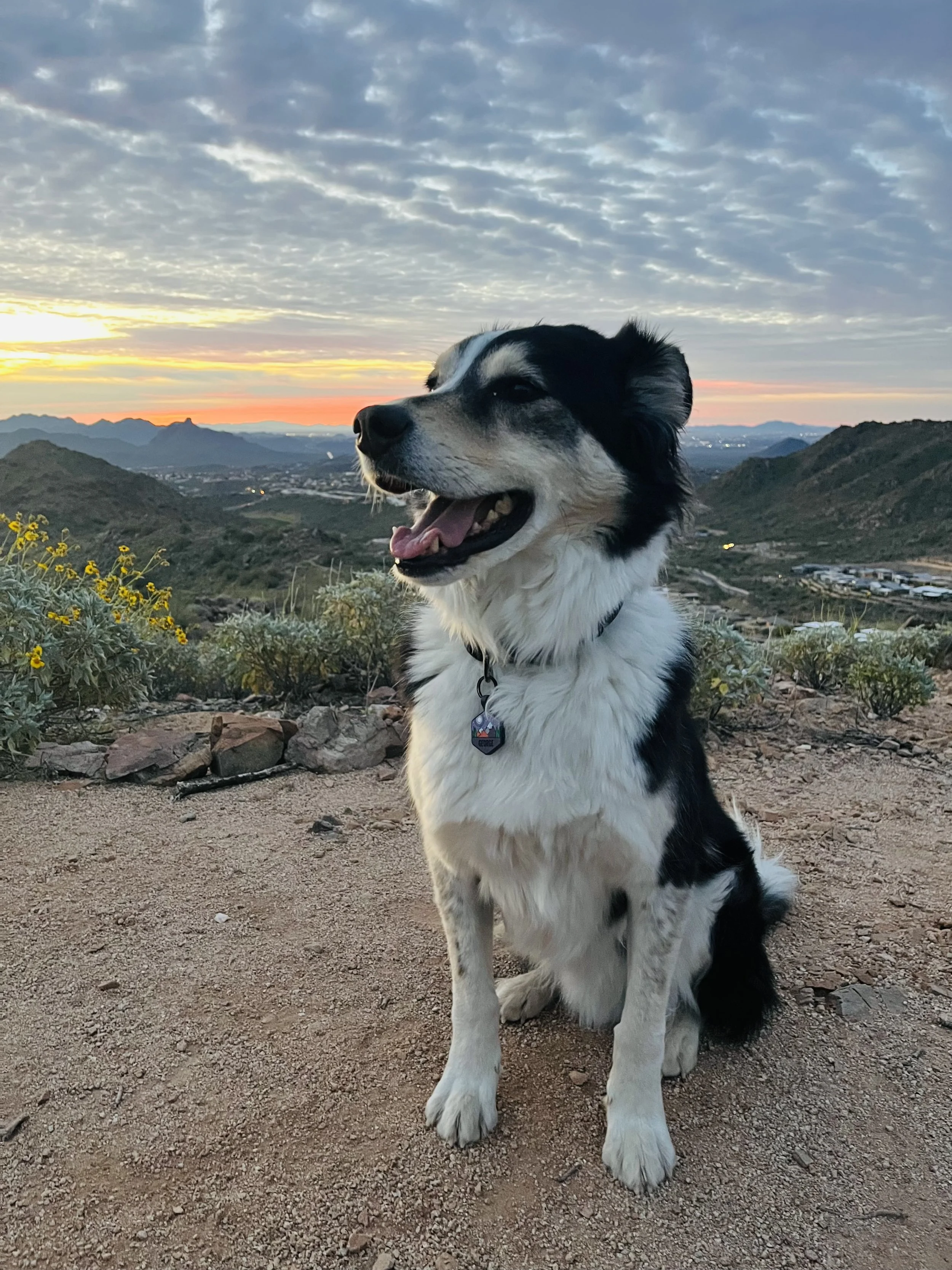 Dog assisted therapy