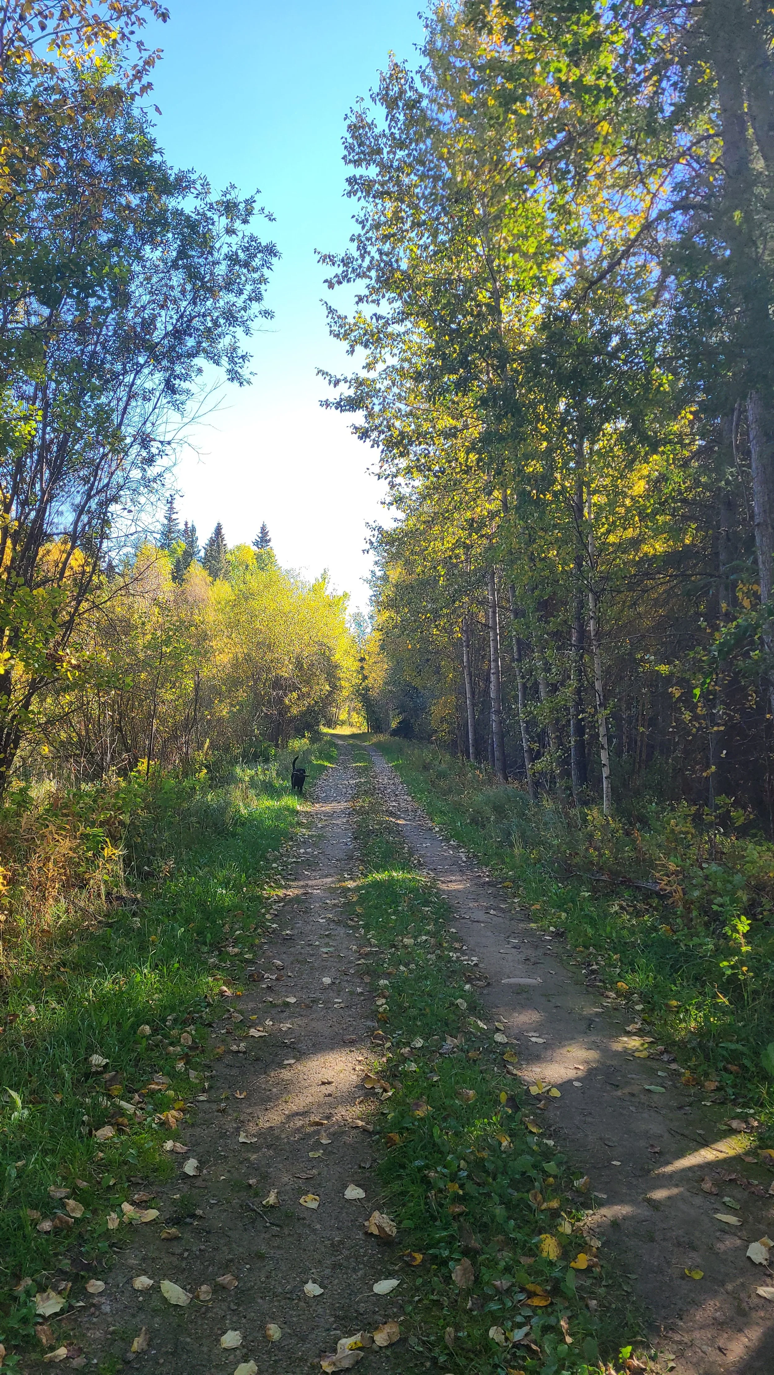 A dirt trail through a forest with green and yellow foliage, a black dog walking on the trail near the left side, under a clear blue sky.