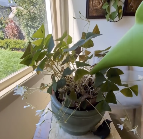 Screenshot 2025-11-20 at 1.25.01 PM.png