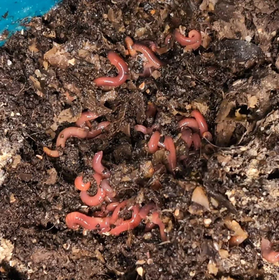 A black slow cooker with a burnt or messy cooked dish inside, placed on a wooden surface.