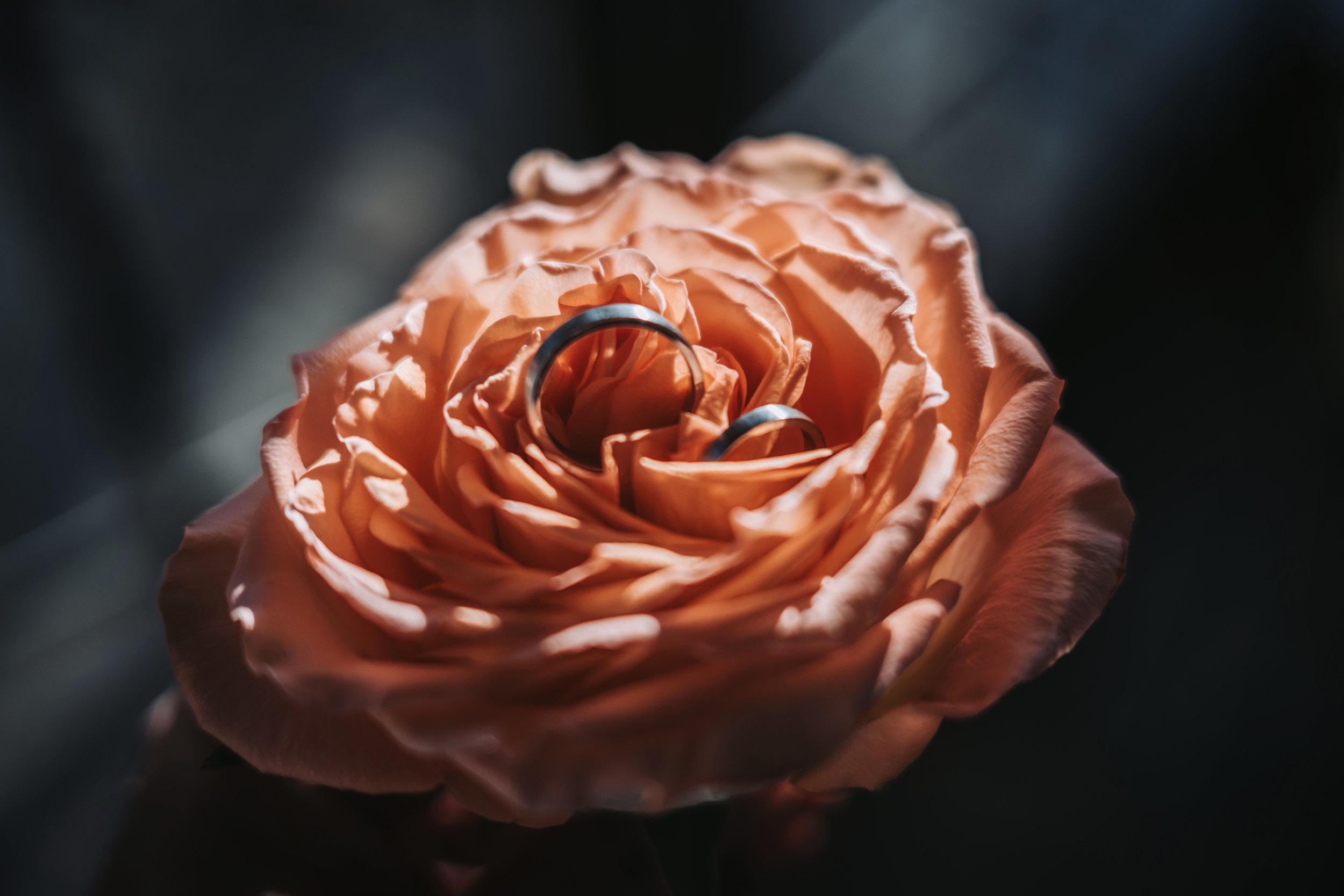 Zwei Silberringe liegen auf einer orangen Rosenblüte, die im Fokus steht, während der Hintergrund dunkel und unscharf ist.