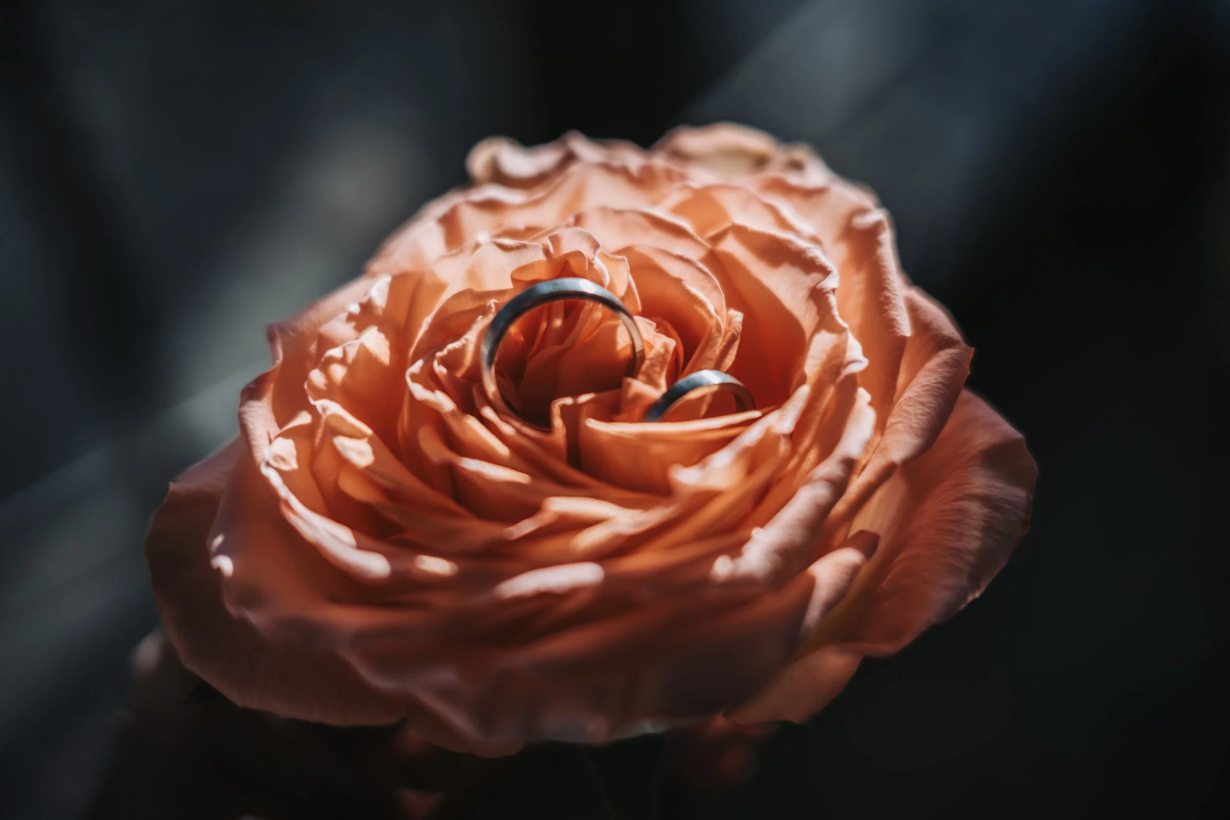Rote Rose mit zwei Eheringen in der Mitte. Aufgenommen auf einer Hochzeit in Brandenburg von Hochzeitsfotograf Dominic Glock.