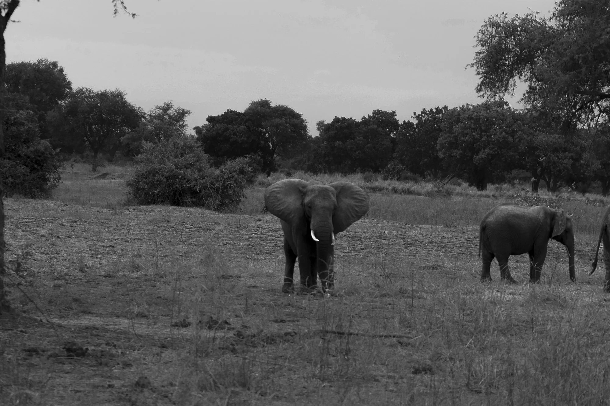A black and white photograph of elephants in the wild savannah, with trees and bushes in the background.