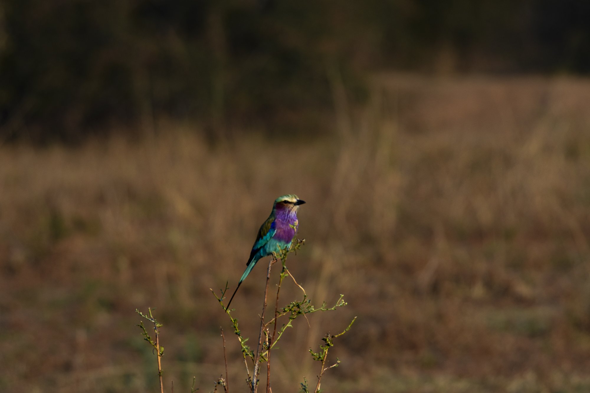 Colorful bird perched on a thin branch in a natural setting with blurred background.