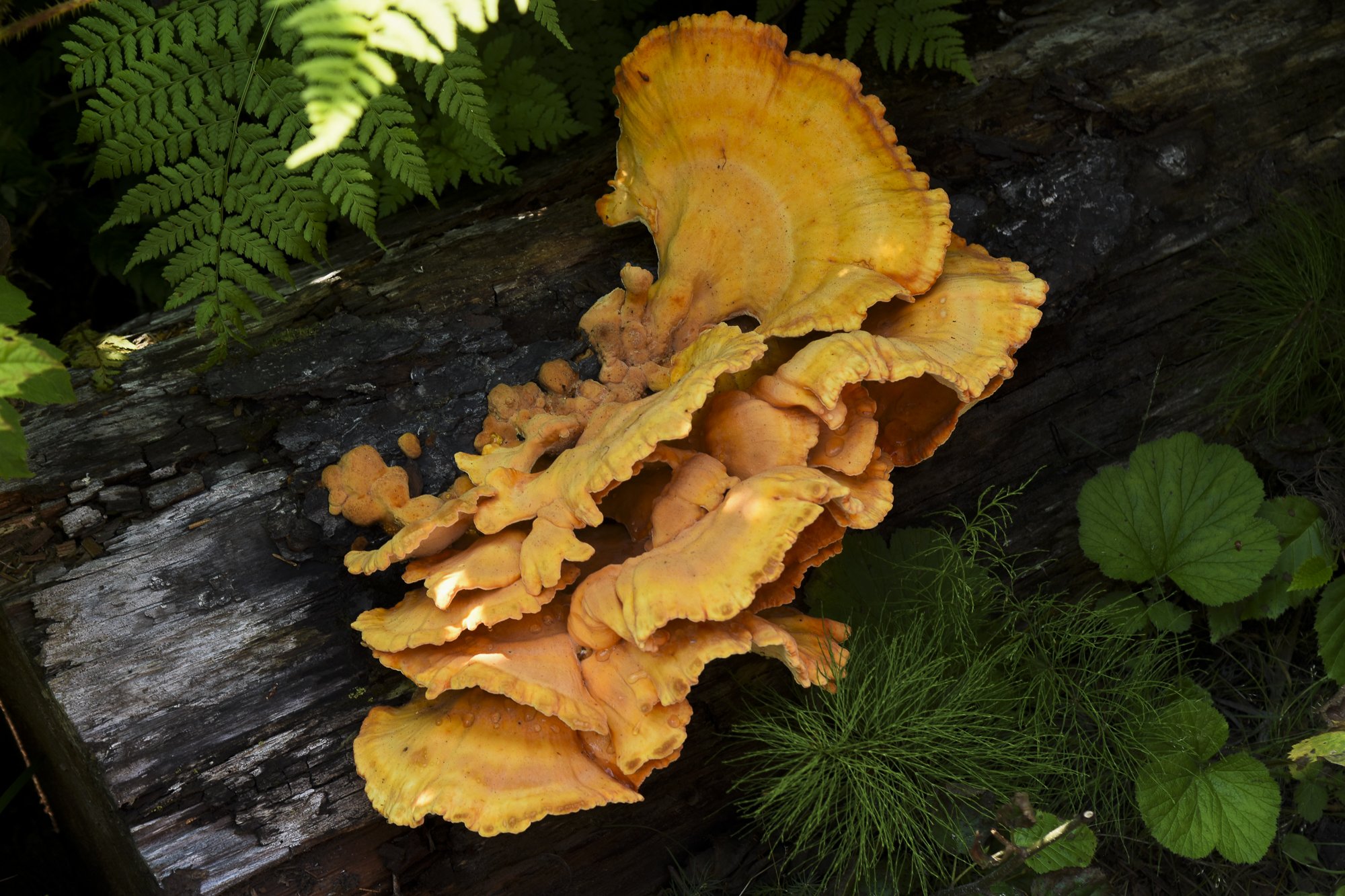 Denali National Park, 2019