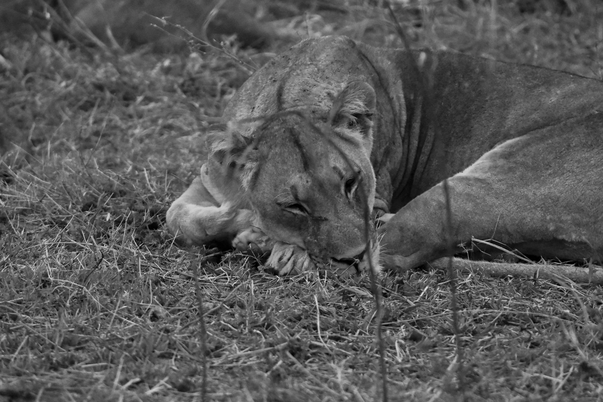 Black and white photo of a lioness resting on the ground with her head lowered.