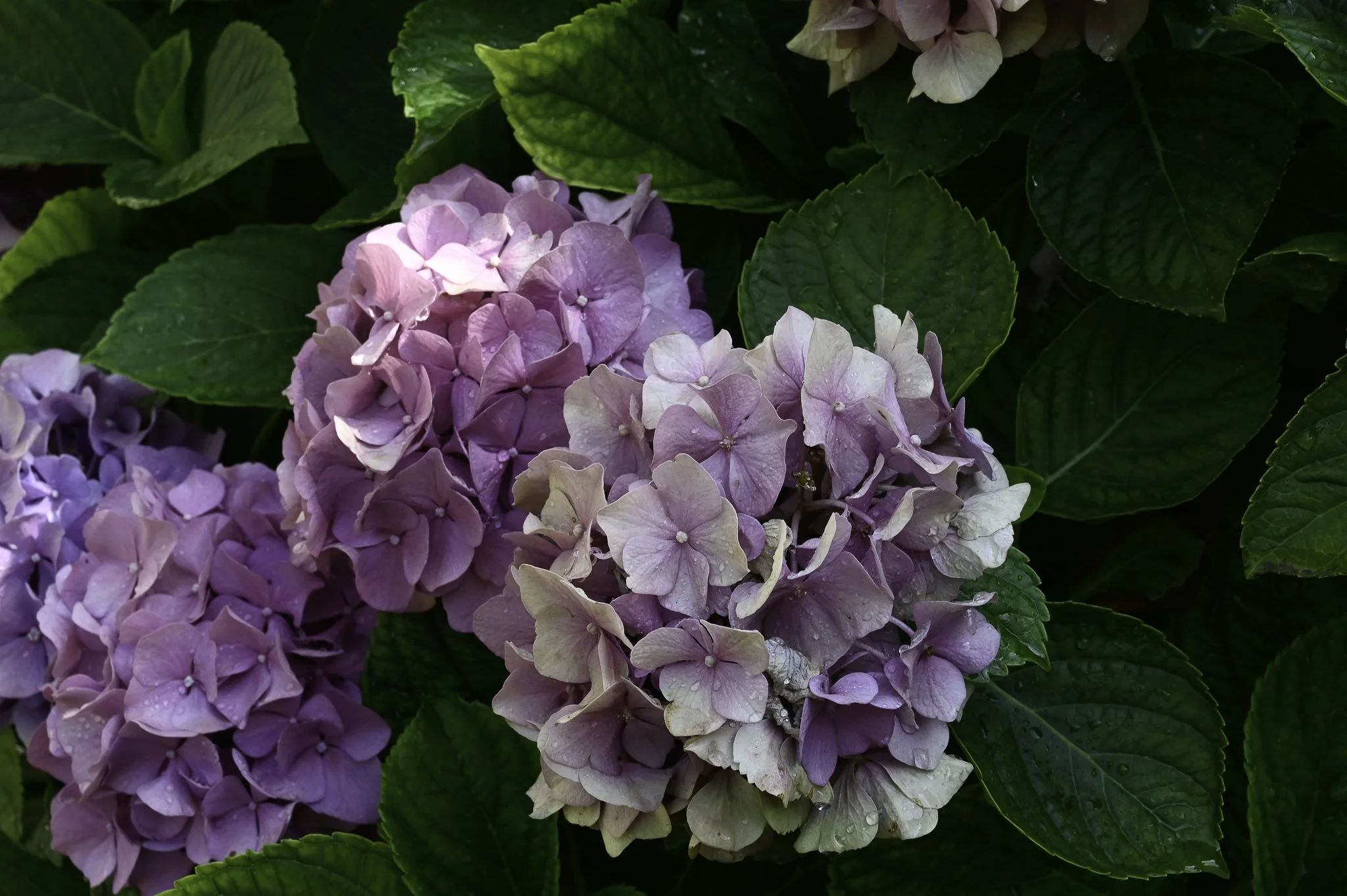 Purple and pink hydrangea flowers with green leaves and water droplets.