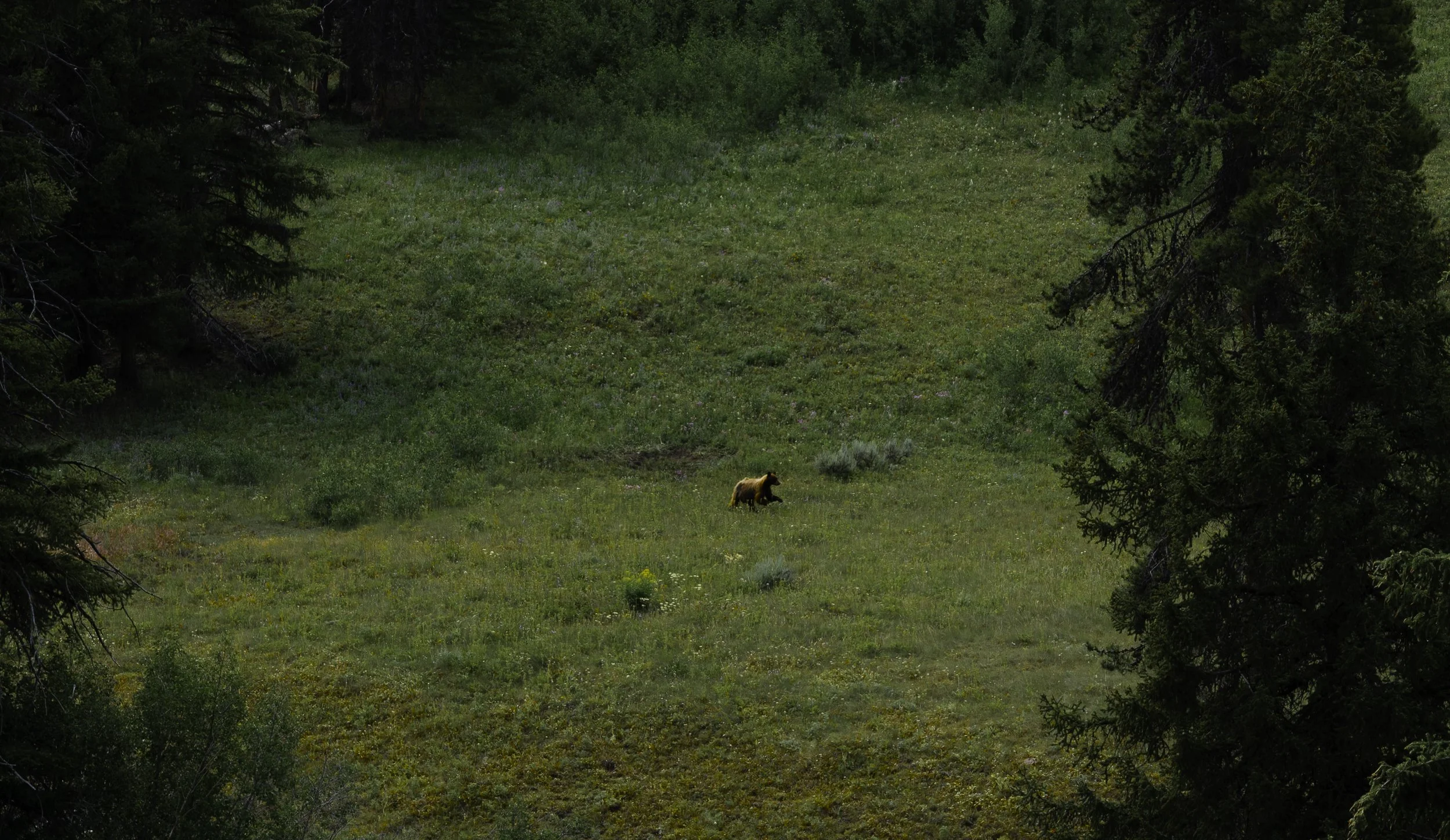 Yellowstone National Park, 2025
