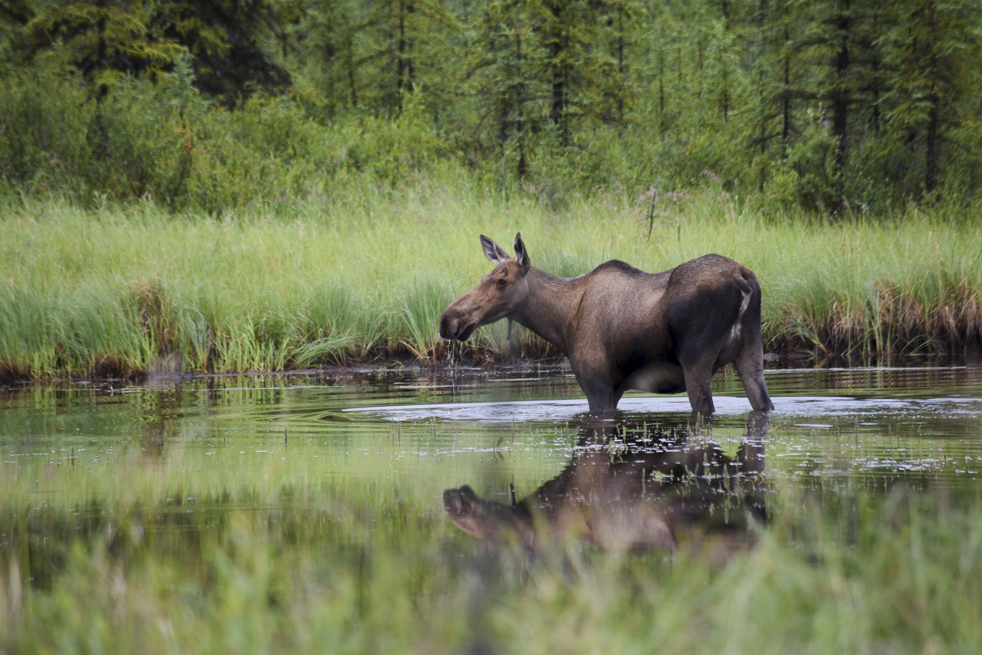 Denali National Park, 2019