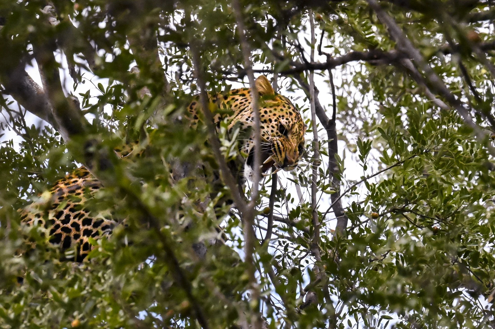 Leopard fighting against a group of Baboons