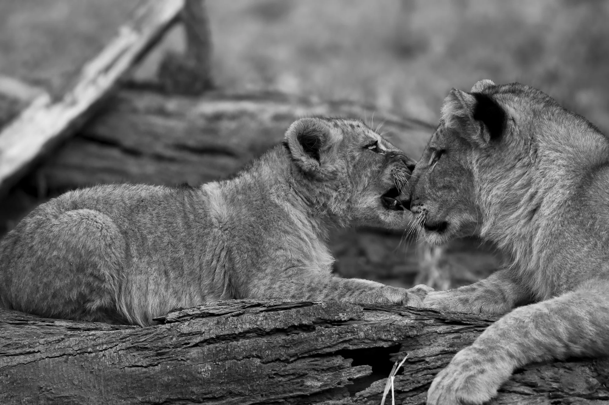 Two young lions touching noses on a fallen log in a black and white photo.