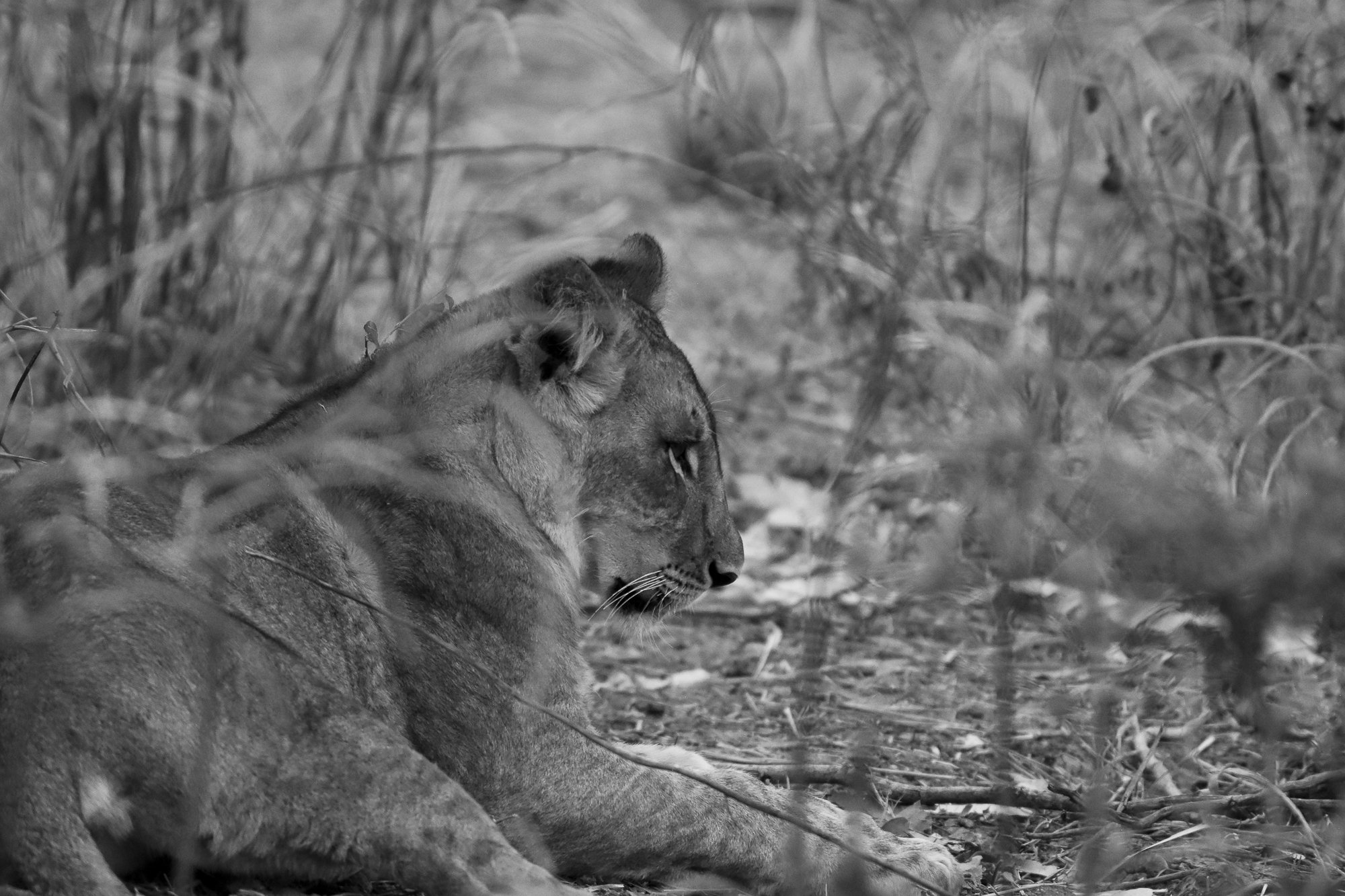 A black and white photograph of a lioness lying on the ground in tall grass, looking to the right.