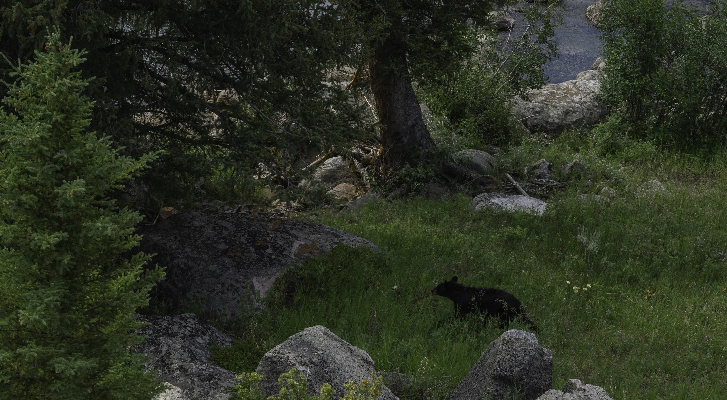 Yellowstone National Park, 2025