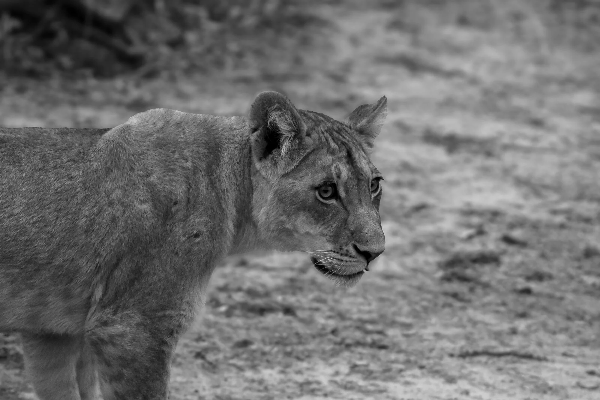 A black and white photograph of a lioness with a focused expression, standing on a dirt ground.