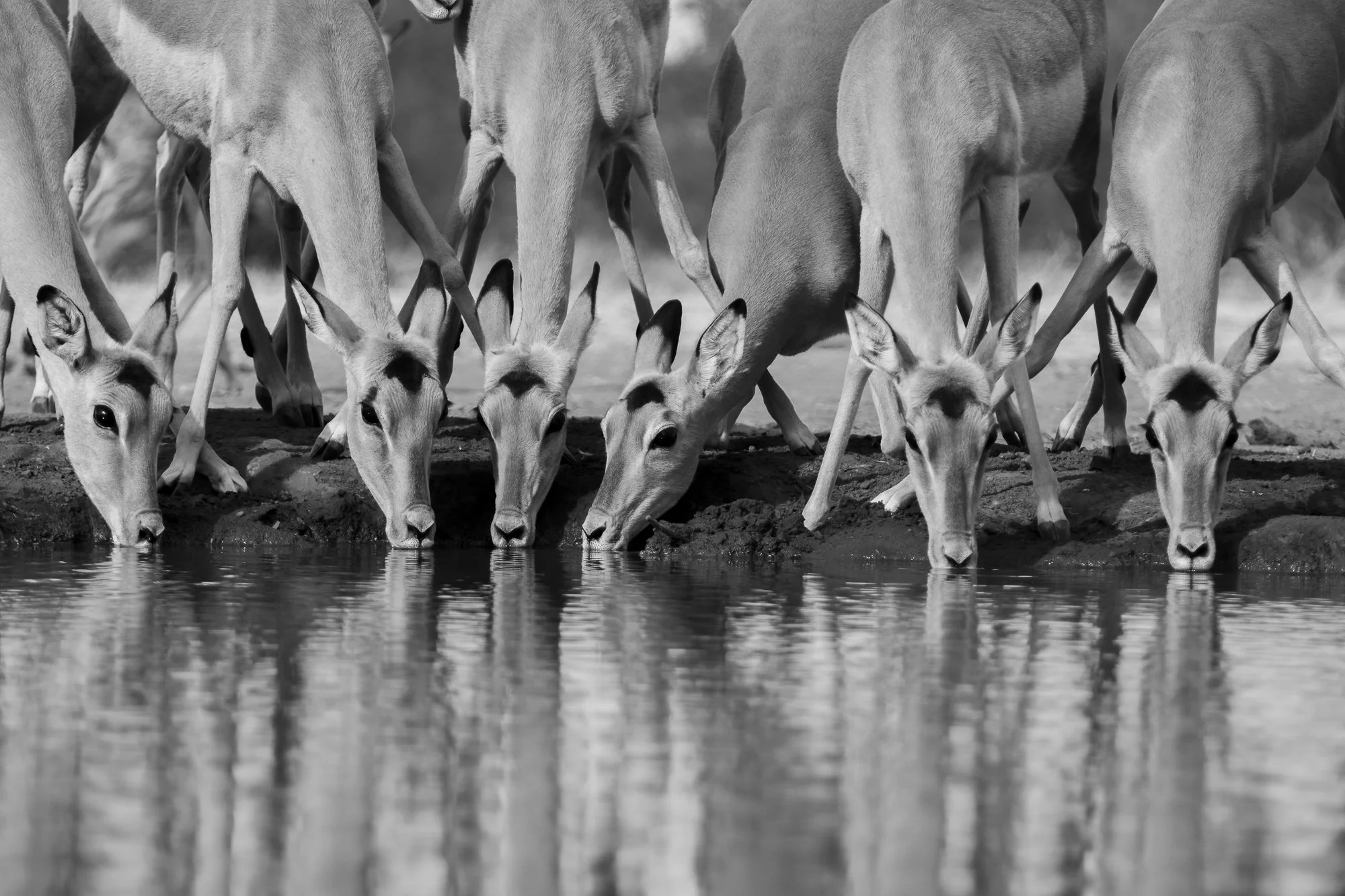 Seven antelopes drinking water from a shallow water body, black and white photograph.