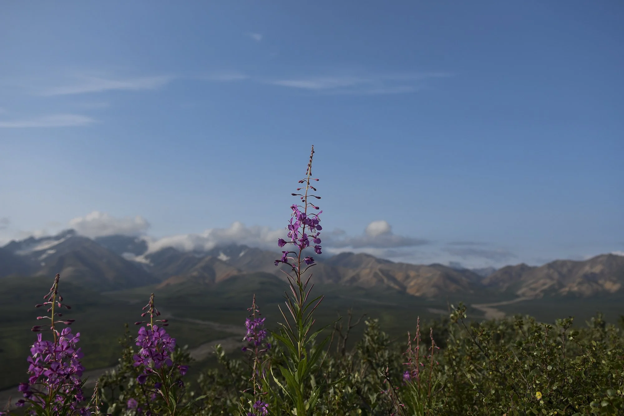 Denali National Park, 2019