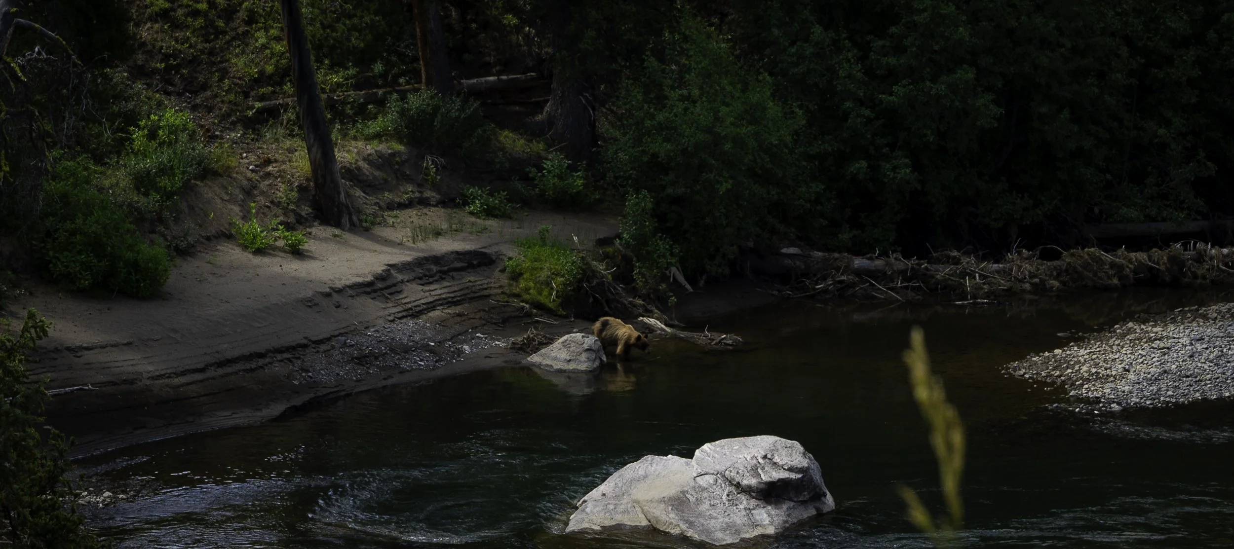 Yellowstone National Park, 2025