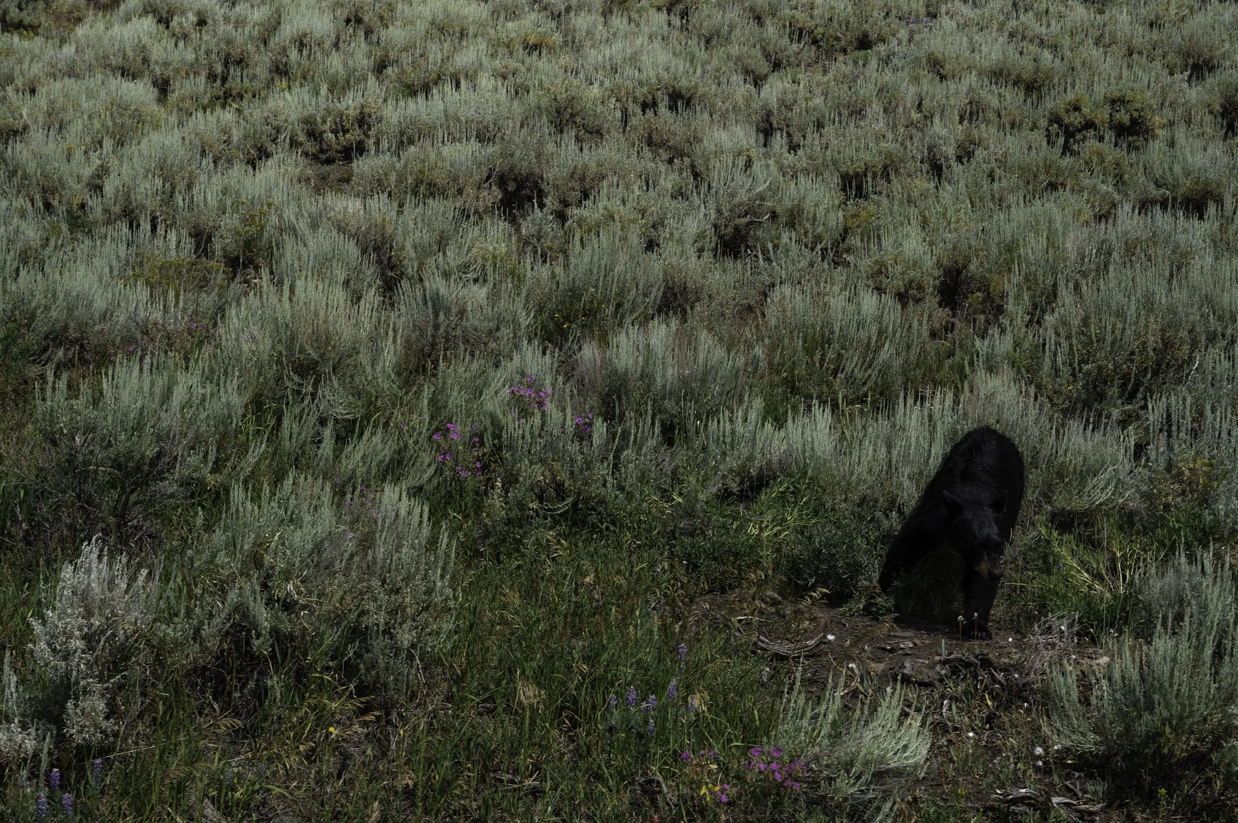 Yellowstone National Park, 2025