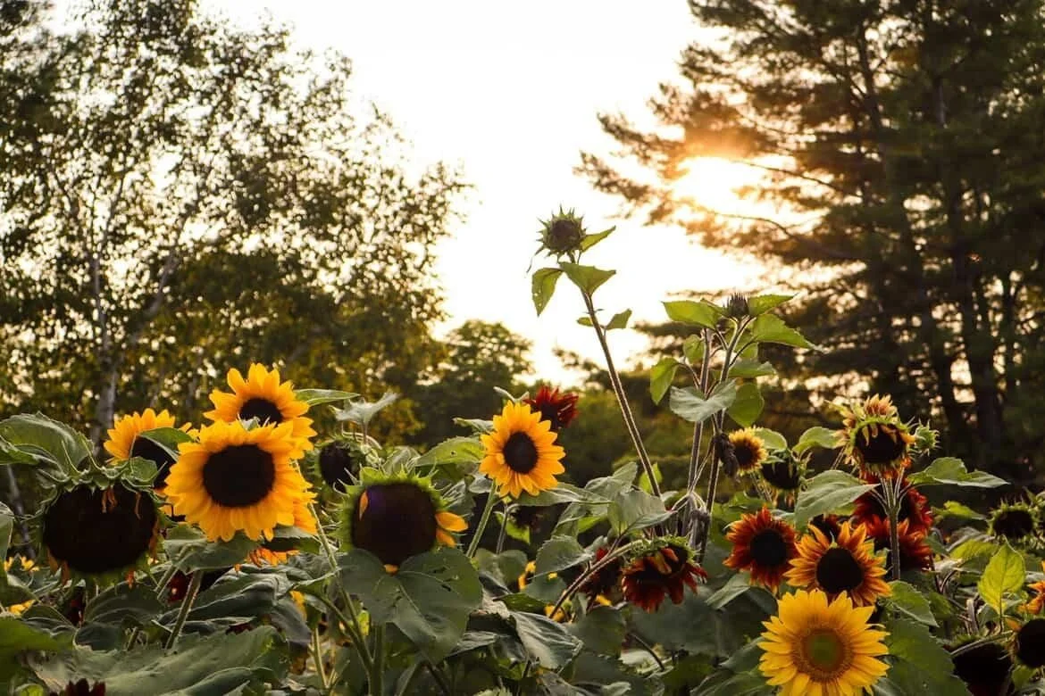 Sunflower U-pick