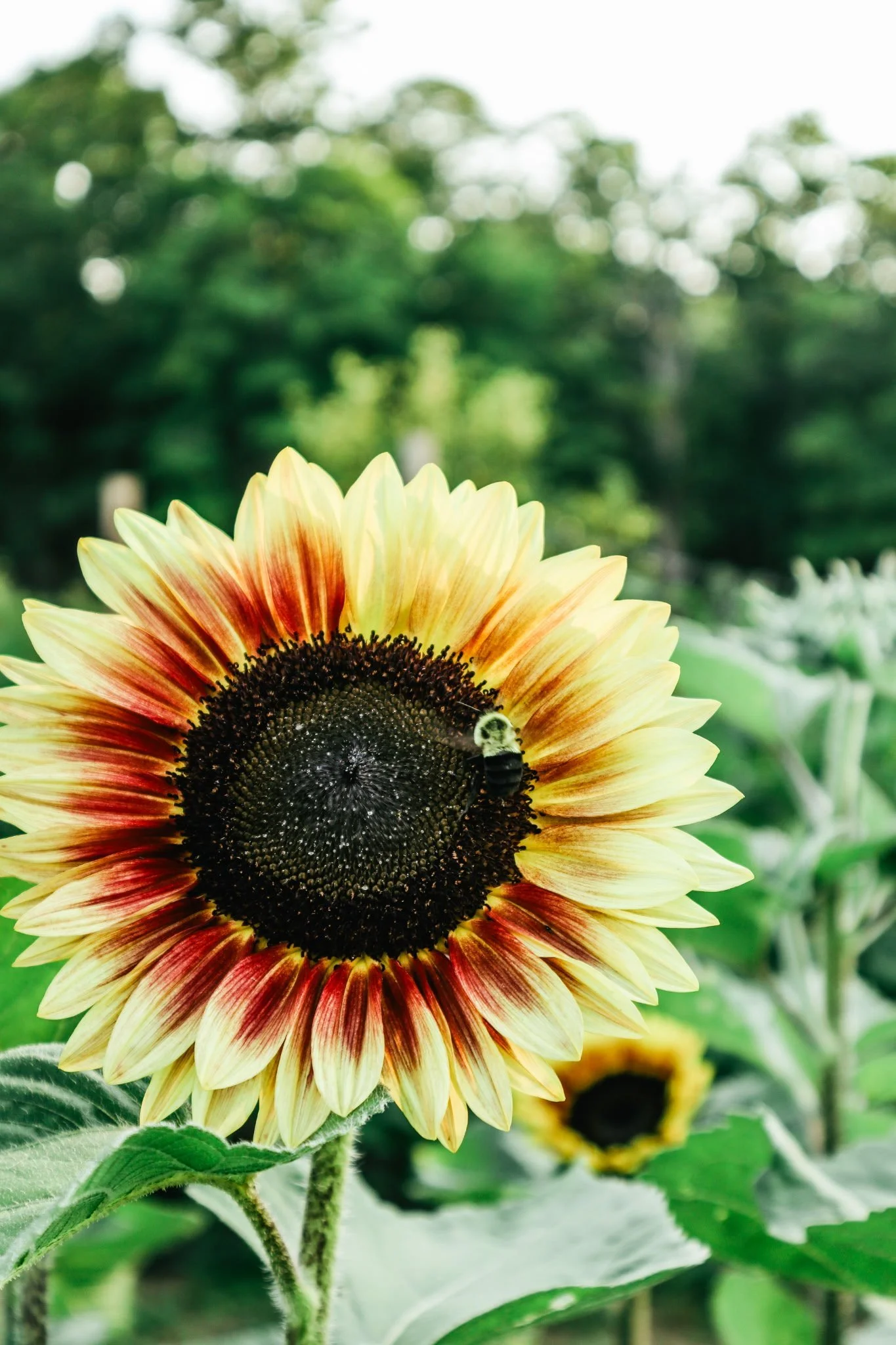 Sunflower U-pick a.m.