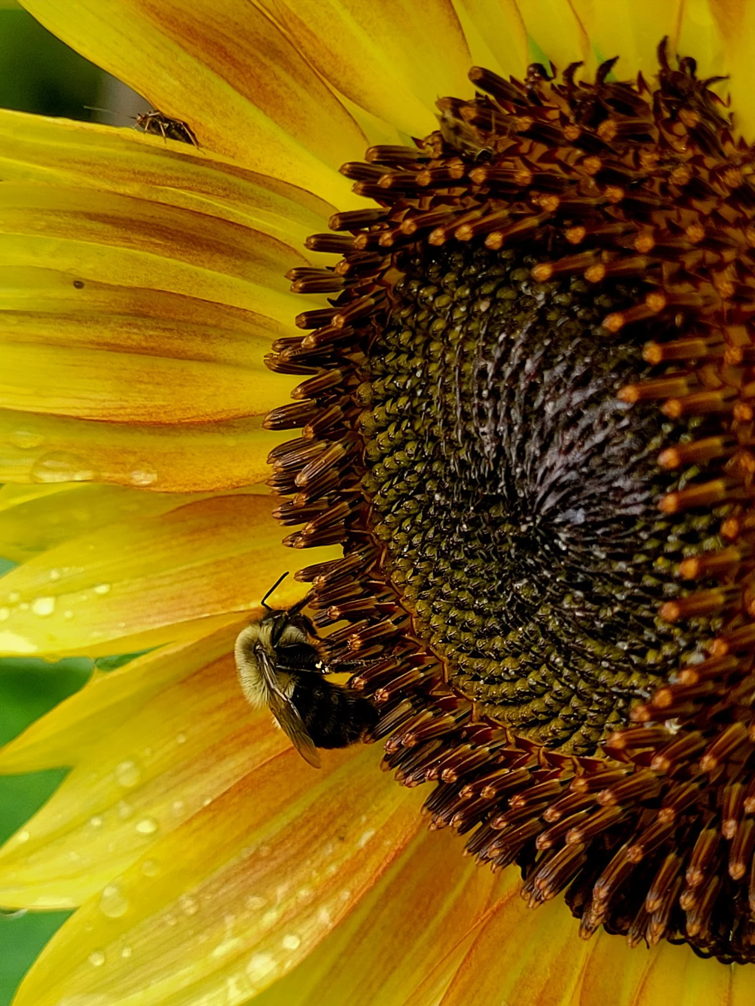 Sunflower U-Pick