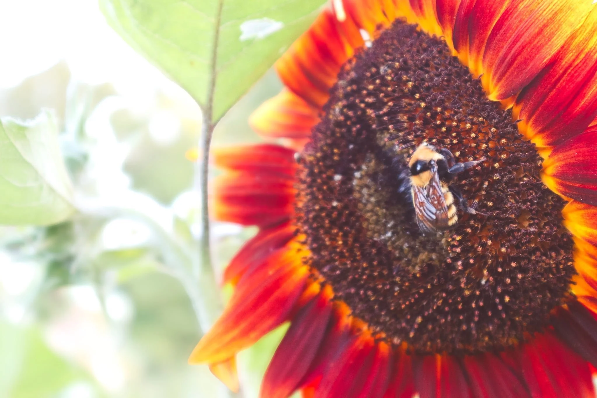 Final Sunflower U-pick