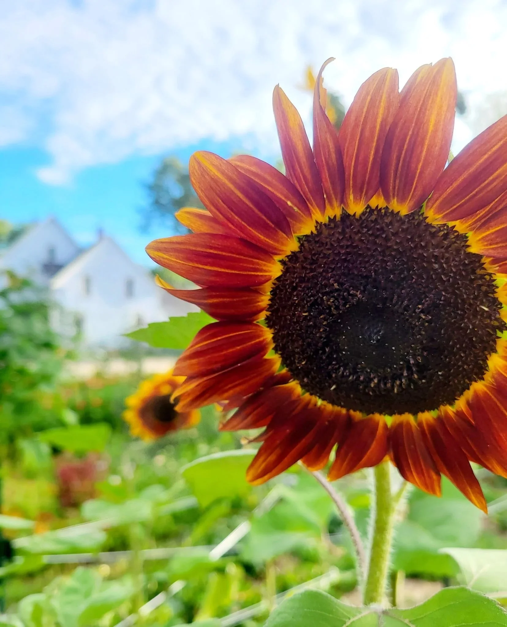 Close-up of a sunflower with red and orange petals, a dark center, and green leaves, against a background of a blue sky with some clouds and a house in the distance.