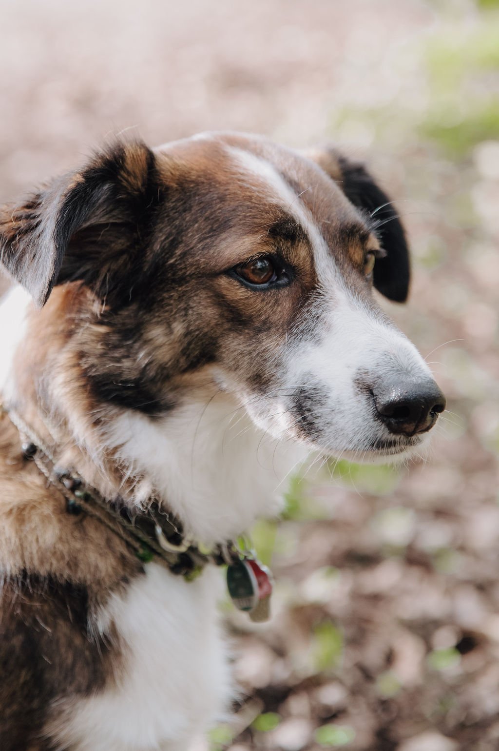 Close-up of a brown, white, and black dog with a contemplative expression outdoors.