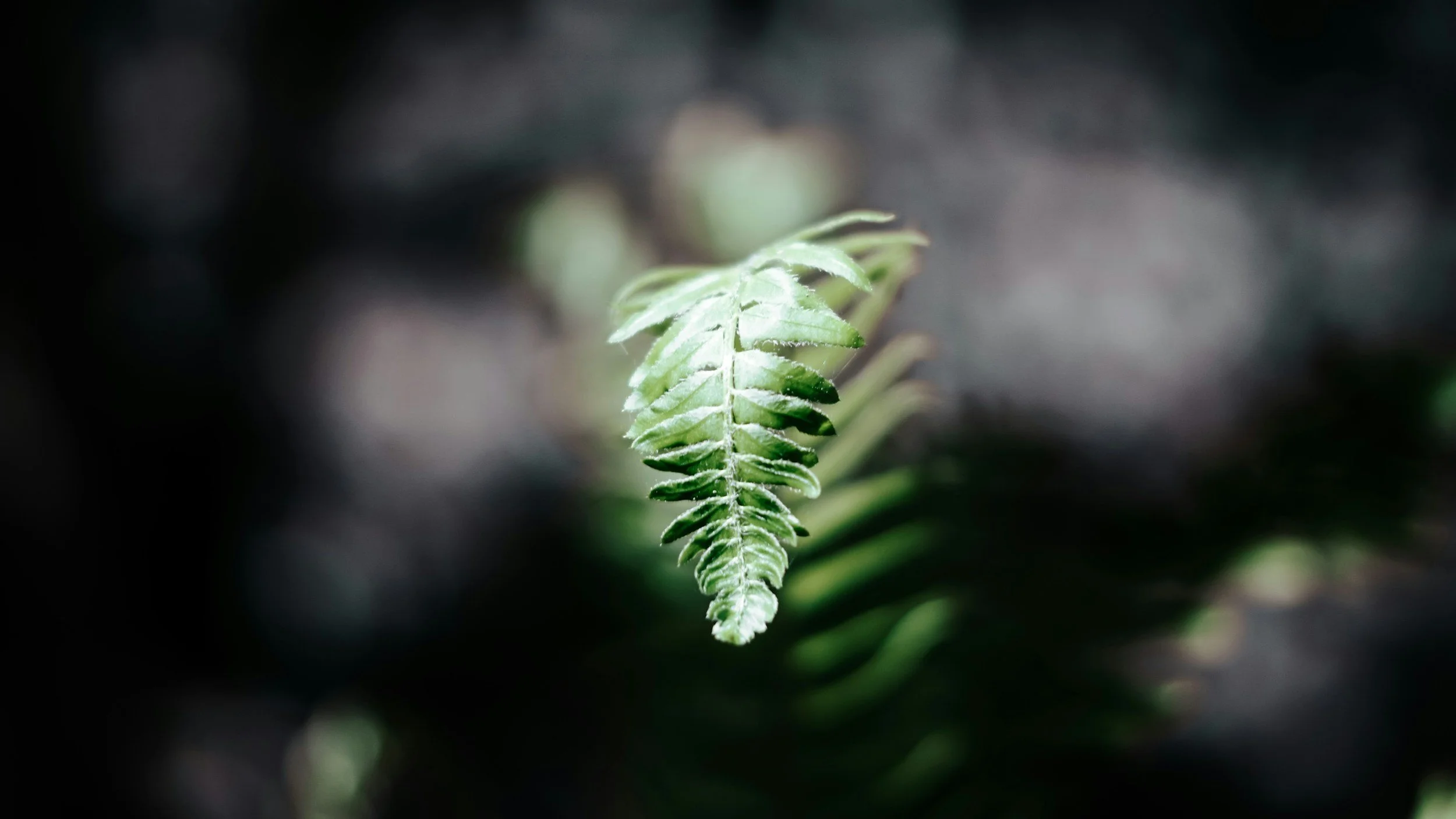 A close-up of a young fern leaf with a blurred dark background.