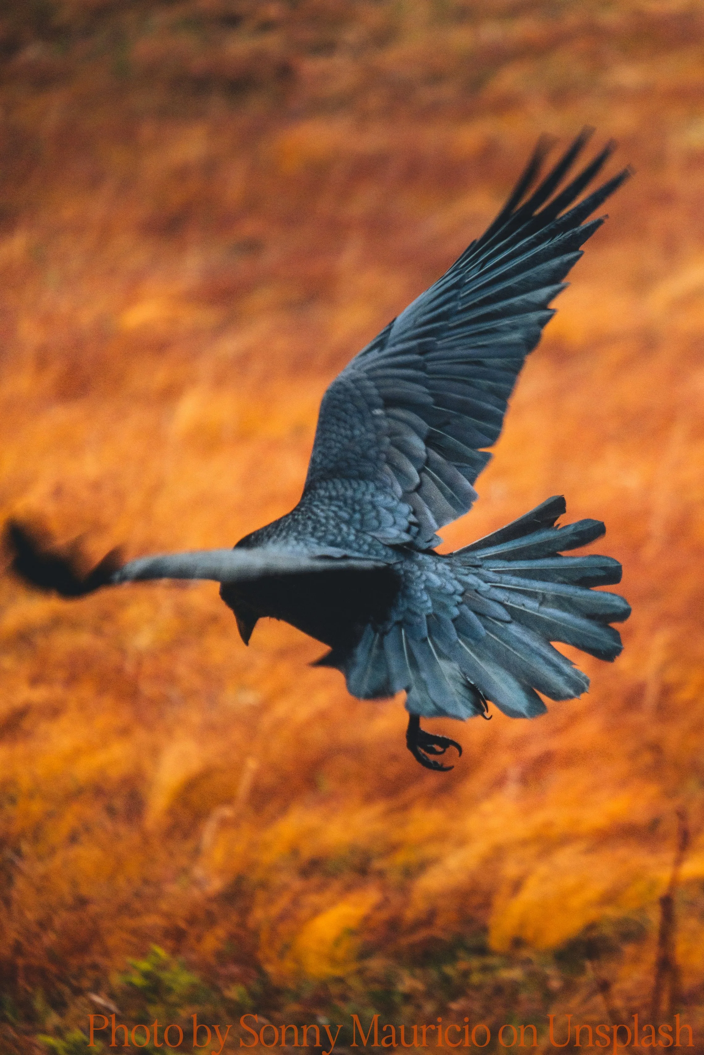 A dark-colored bird in flight over an autumn landscape with orange and yellow foliage.