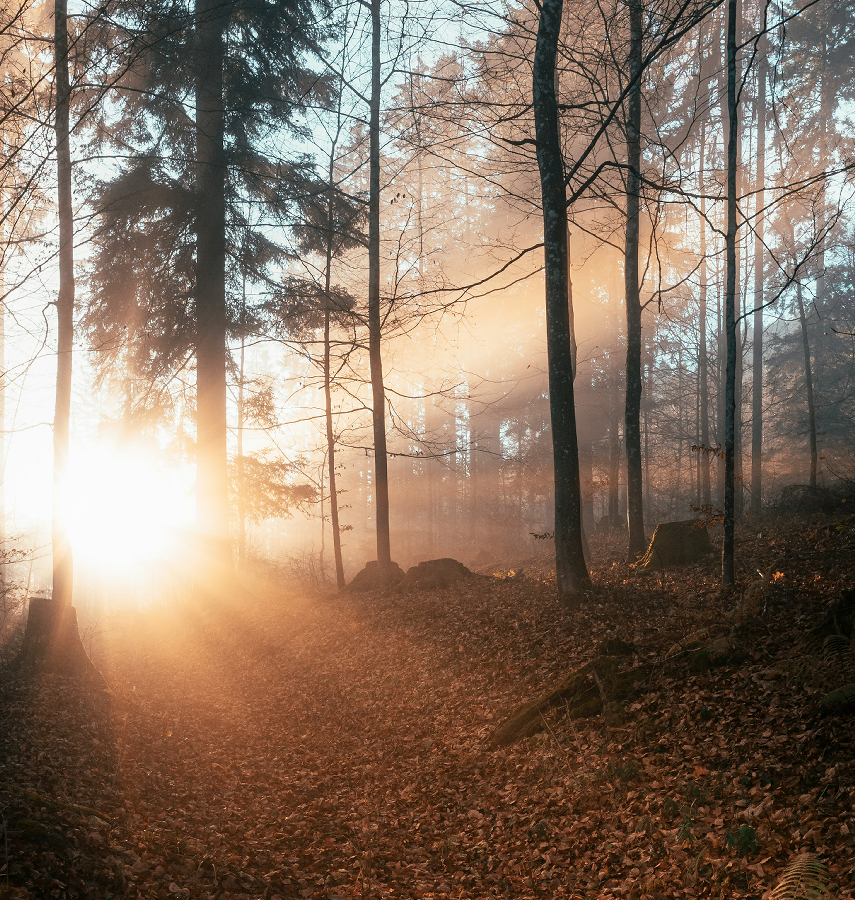 Sunlight shining through a misty forest with tall trees and fallen leaves on the ground.