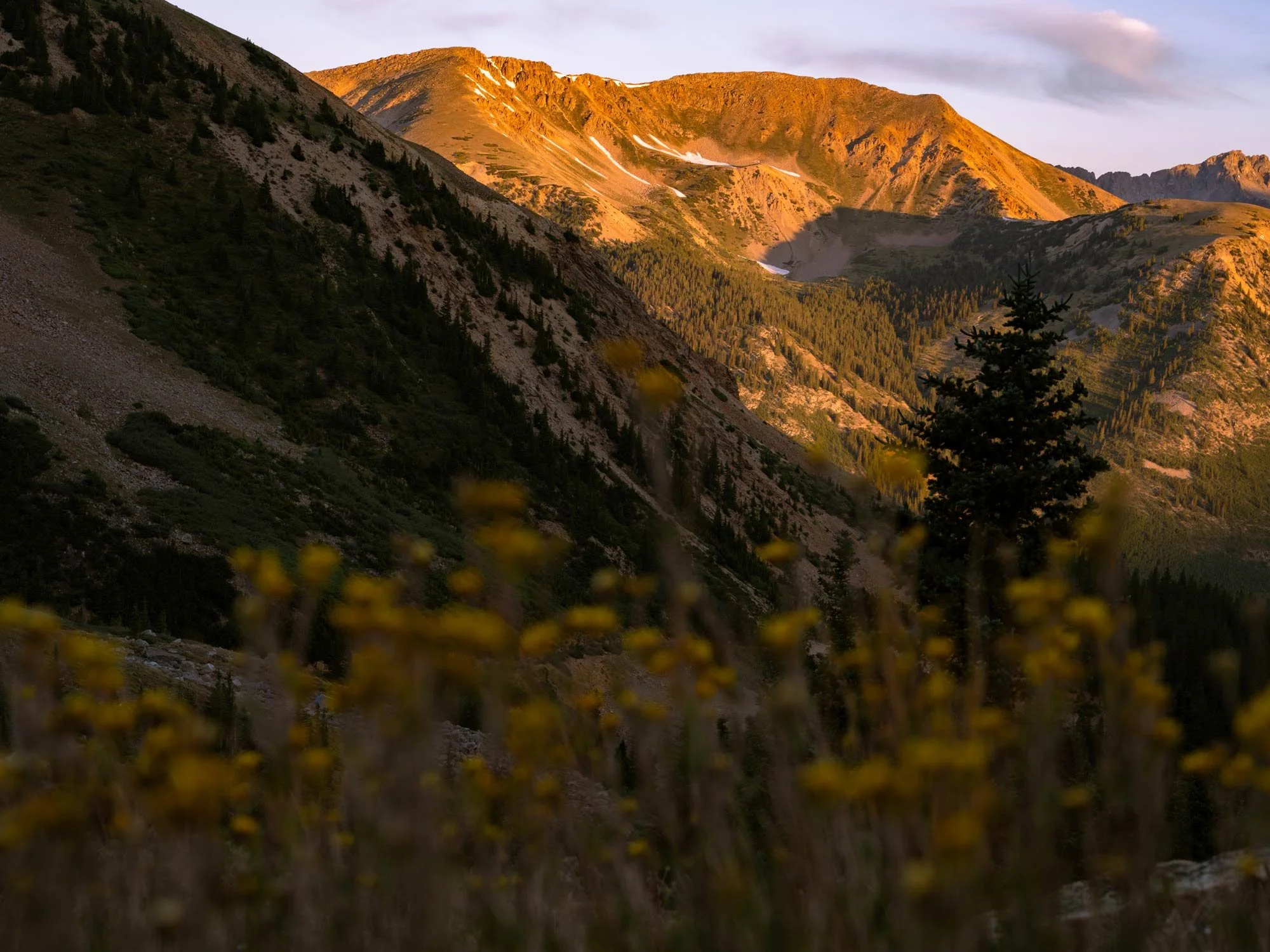 Mountain at sunset with flowers in the foreground