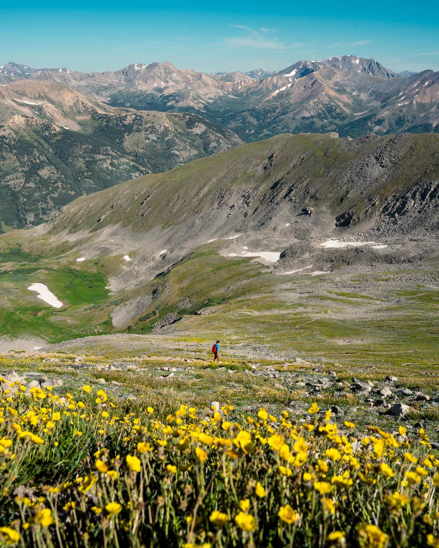 yellow wild flowers, hiker and mountains in the background