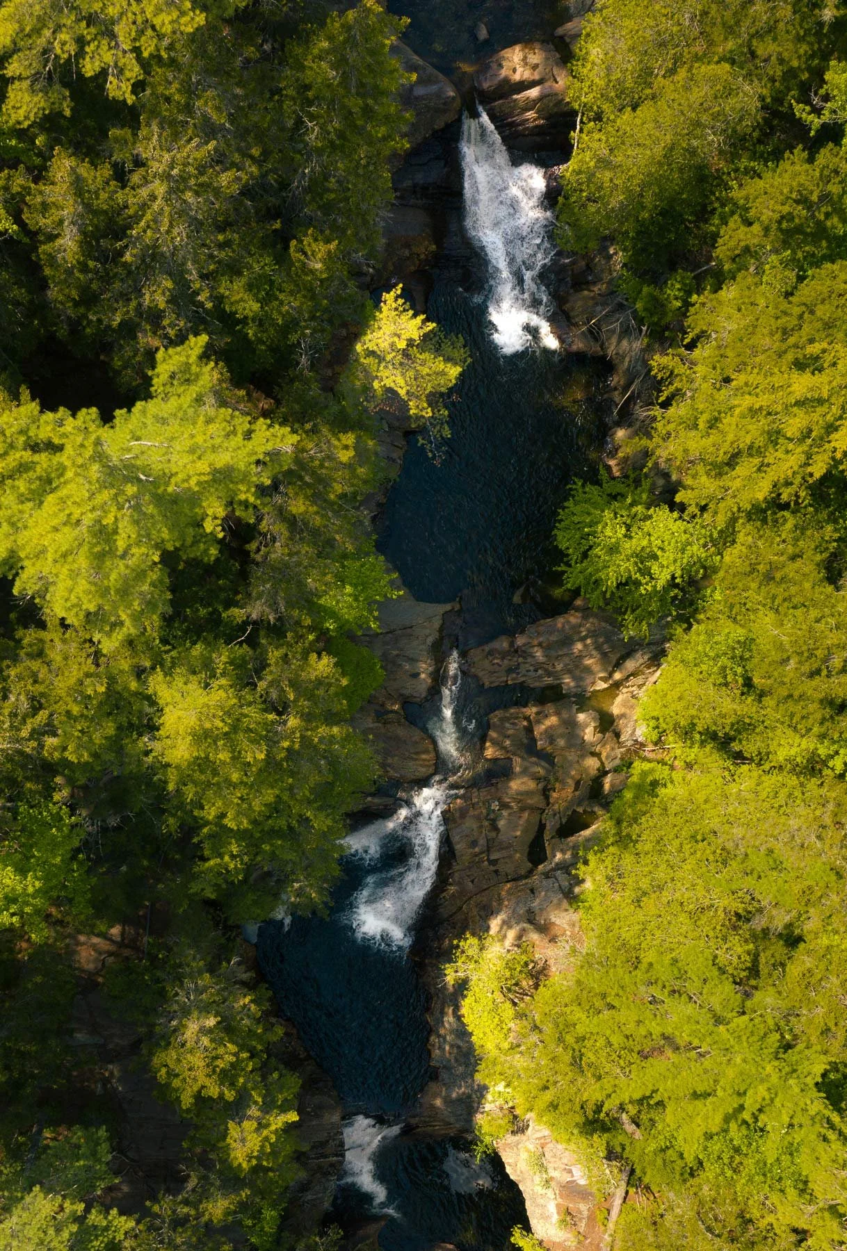 Aerial view of pine trees and river running in between