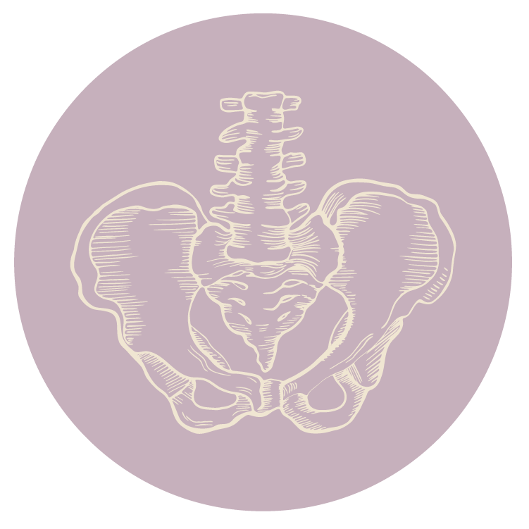 An illustration of a human pelvis and lower spine on a purple background.