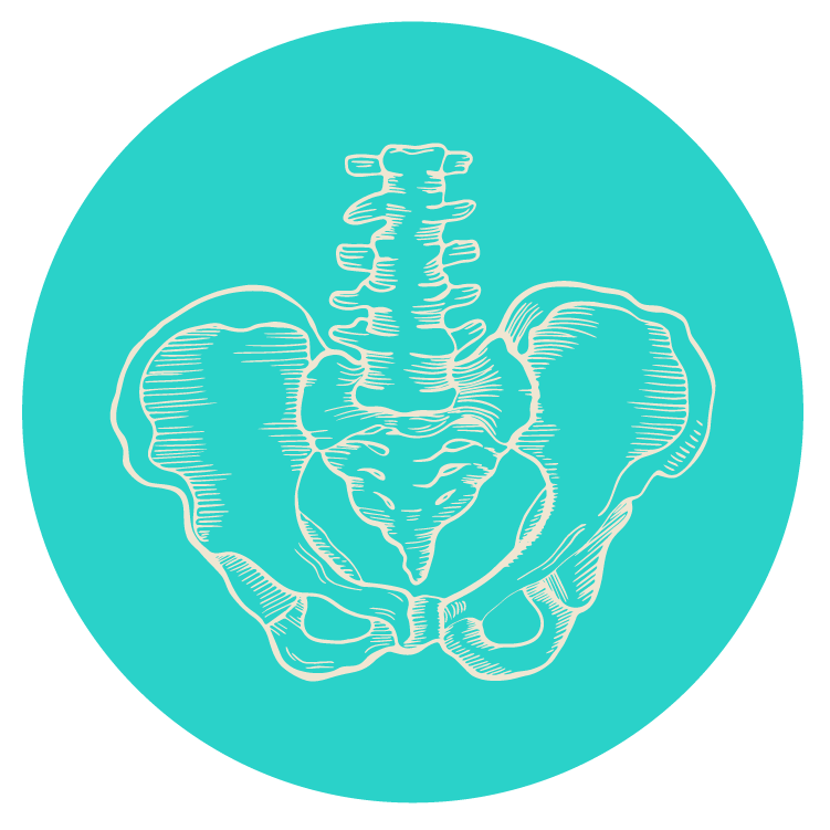 Line drawing of a human pelvis and lower spine on a teal circular background.