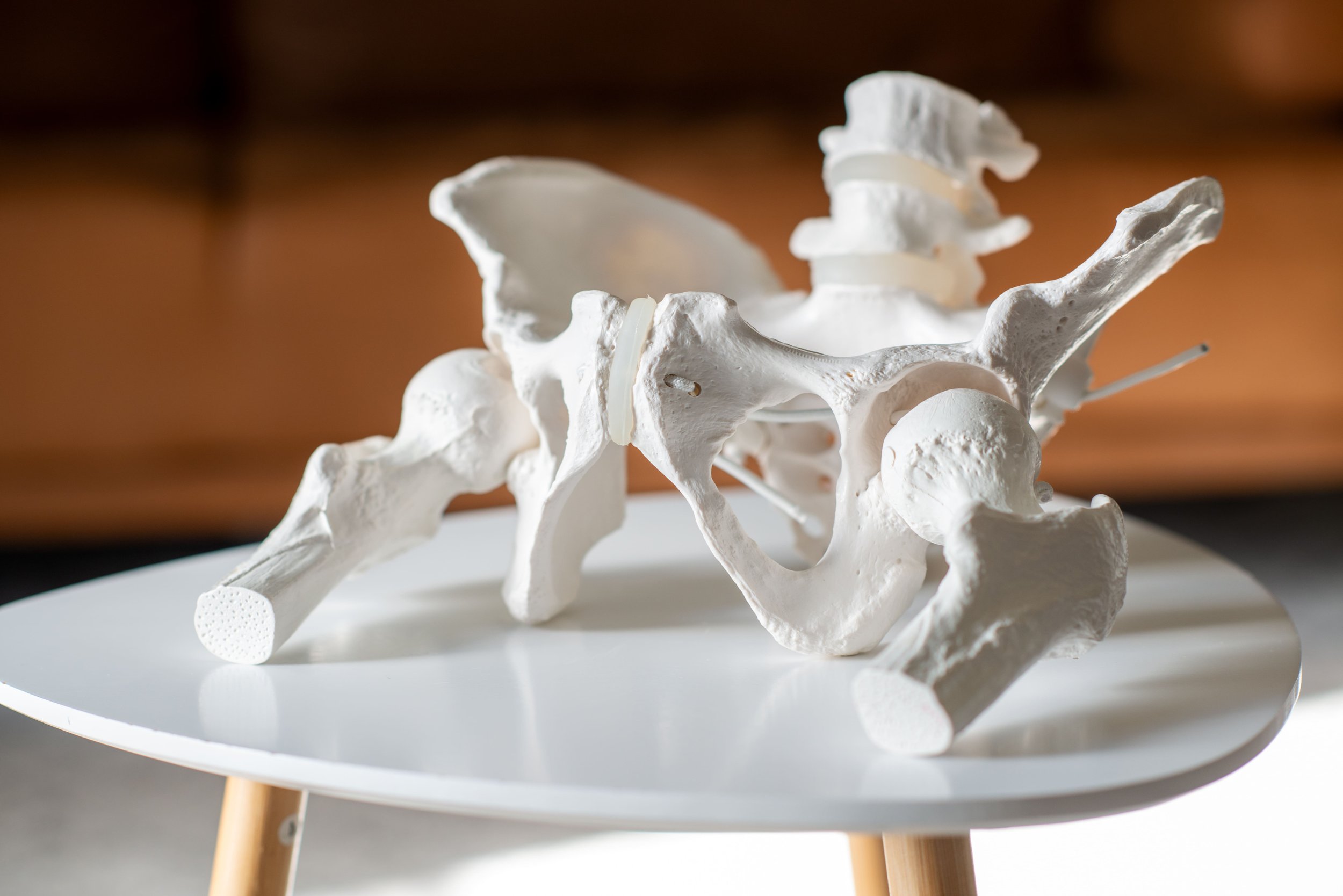 White anatomical model of a human pelvis with lower spine and hip bones on a round white table.