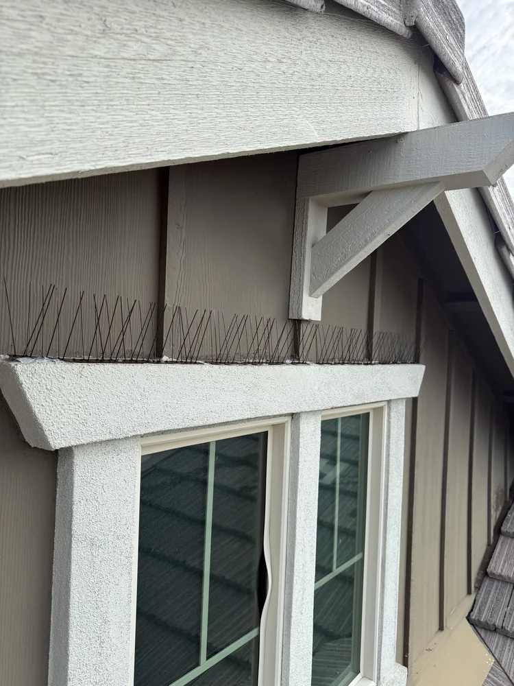 Spikes fitted above a window