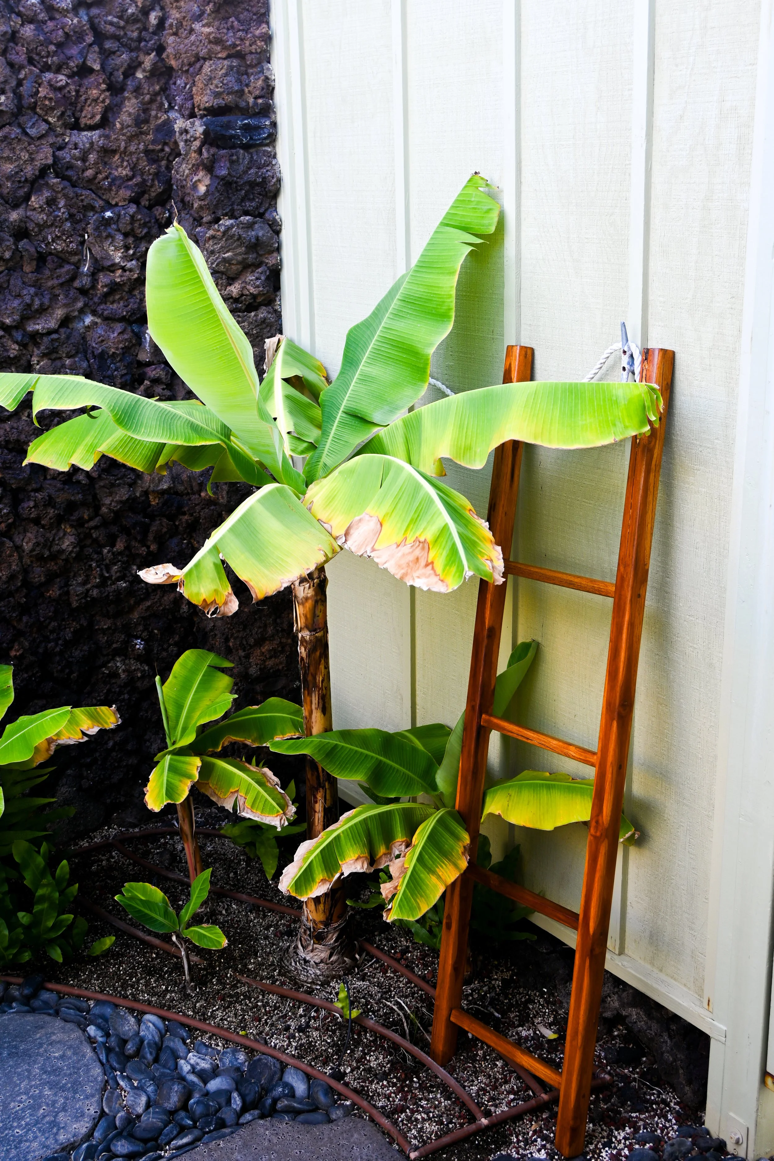 Banana plant next to a wooden ladder against a wall with dark stone and light-colored siding.