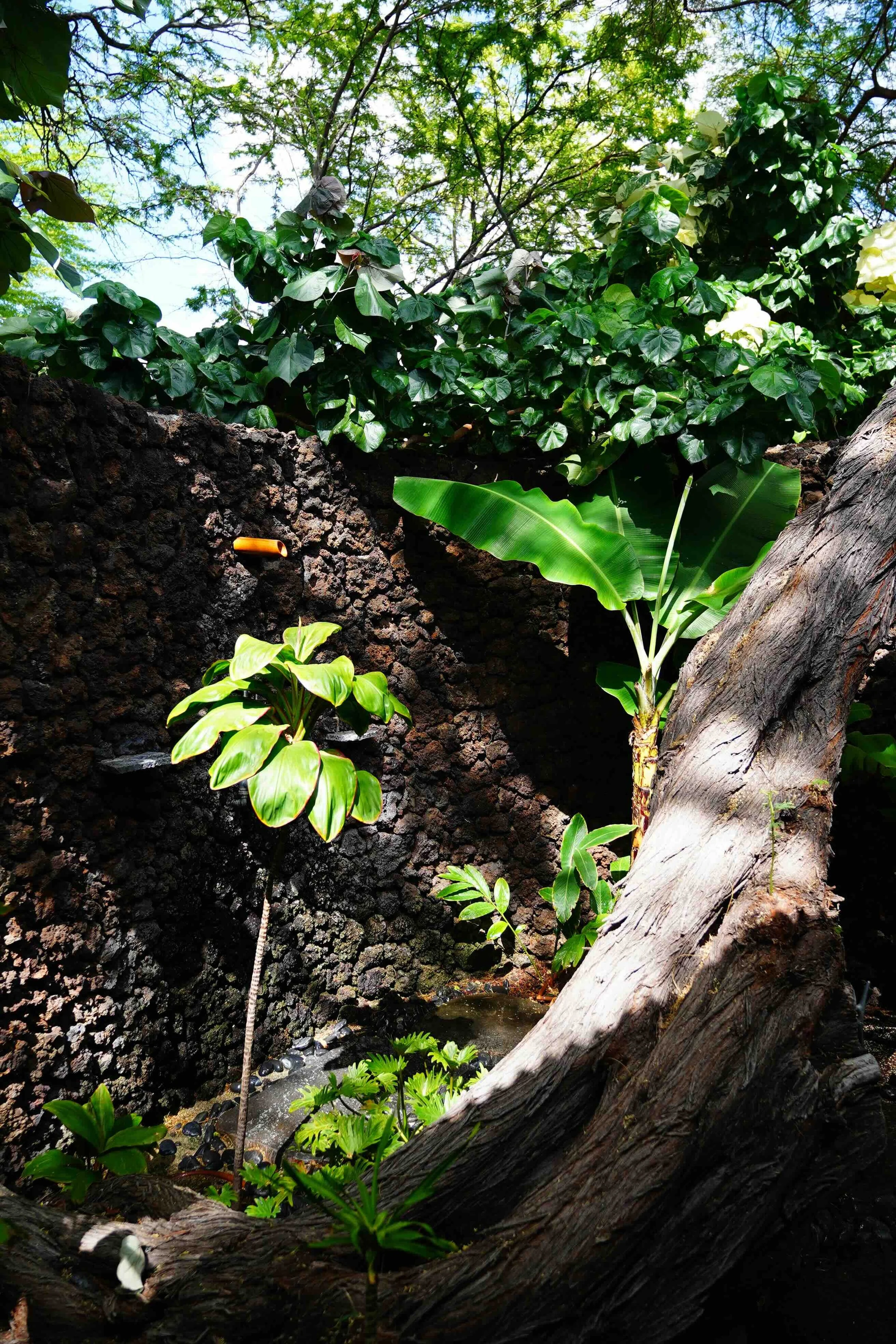 A lush garden scene with various green plants, a tree trunk, and a dark volcanic rock wall, illuminated by sunlight.