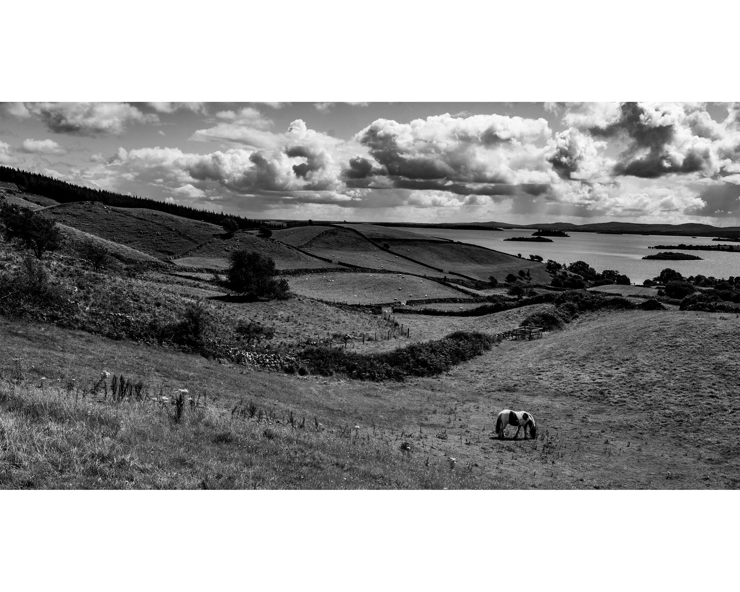 Irish Horse 2 B&W.jpg