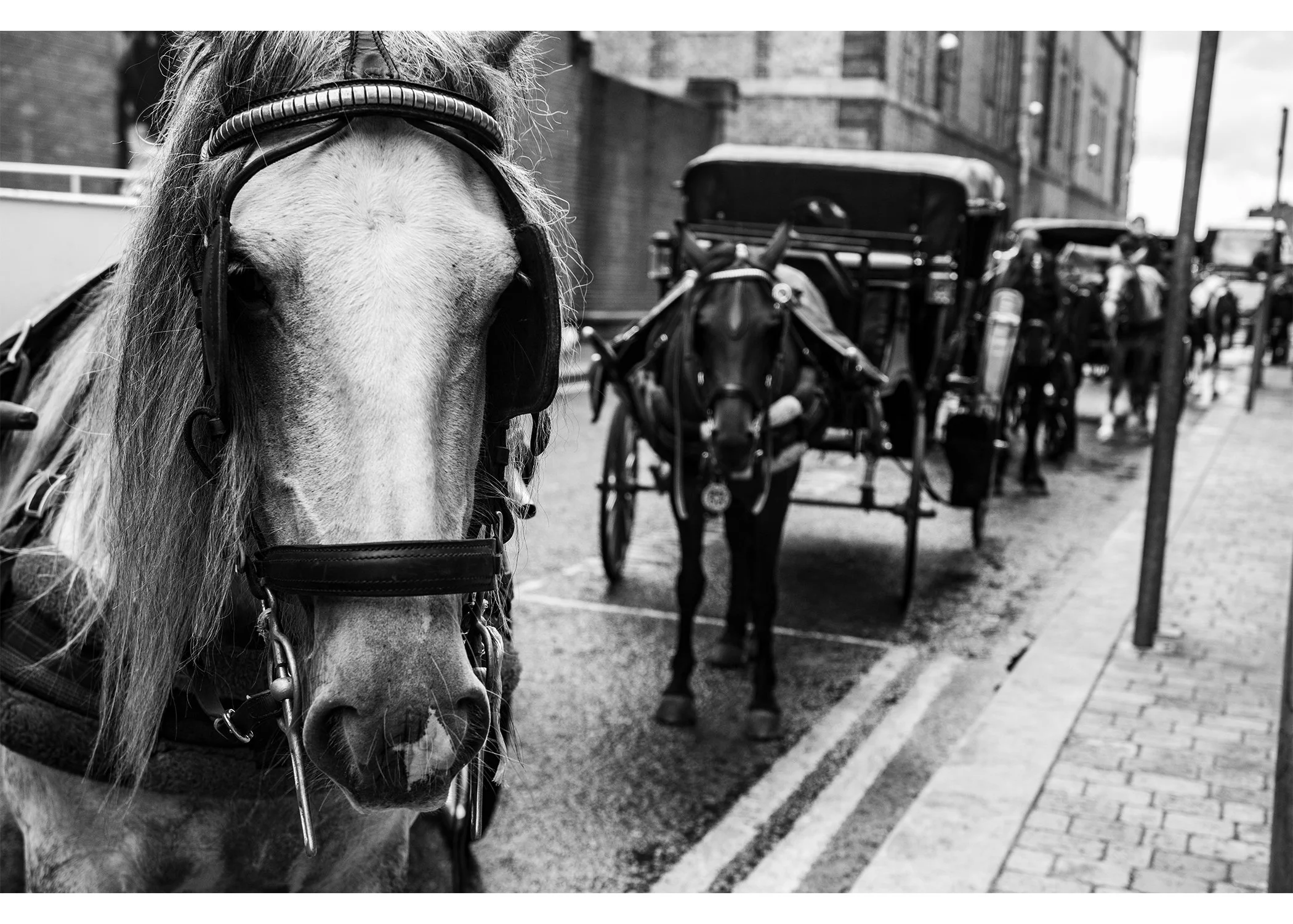 Irish Horses.jpg