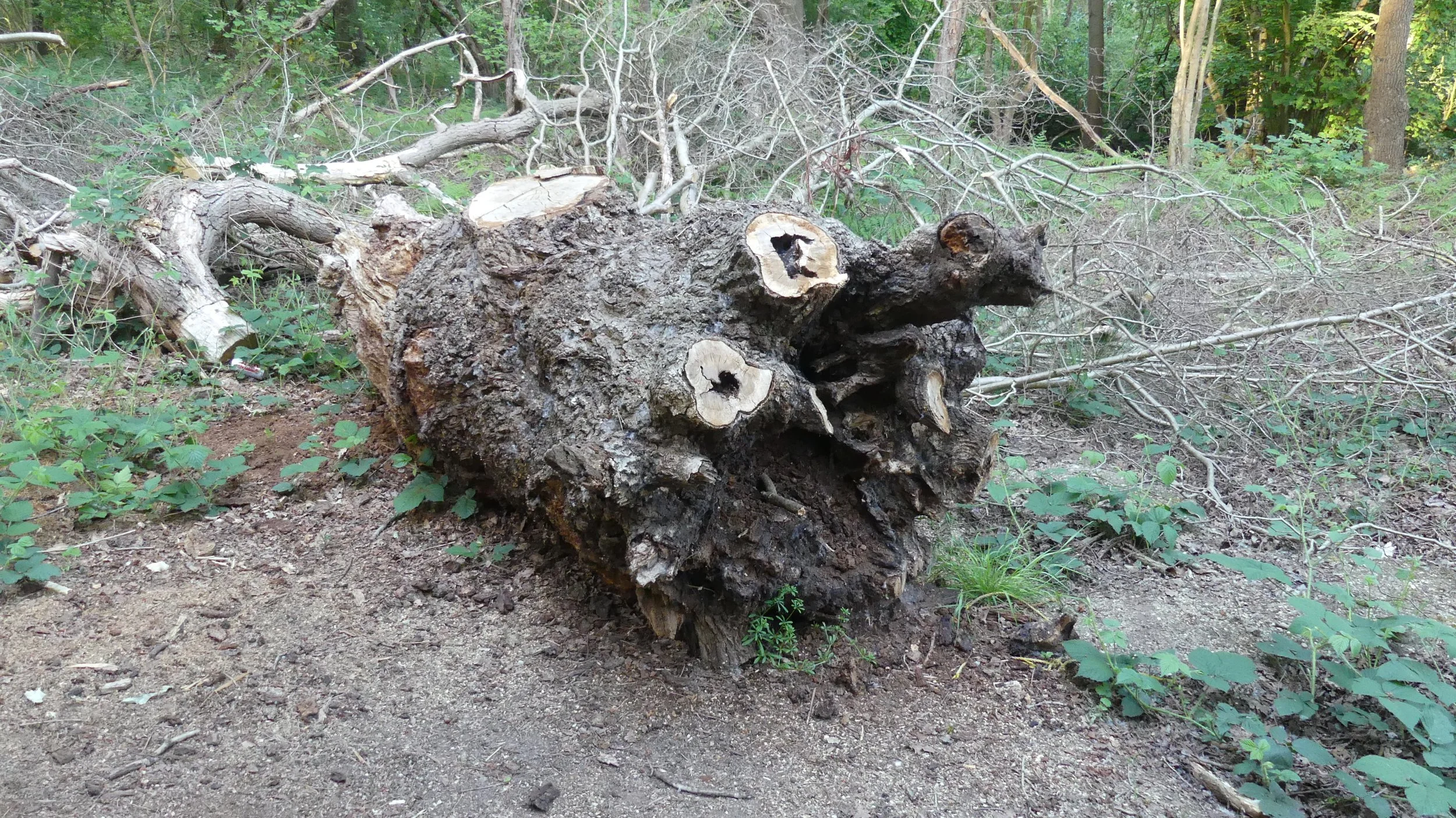 Favourite Tree _( 2.jpg