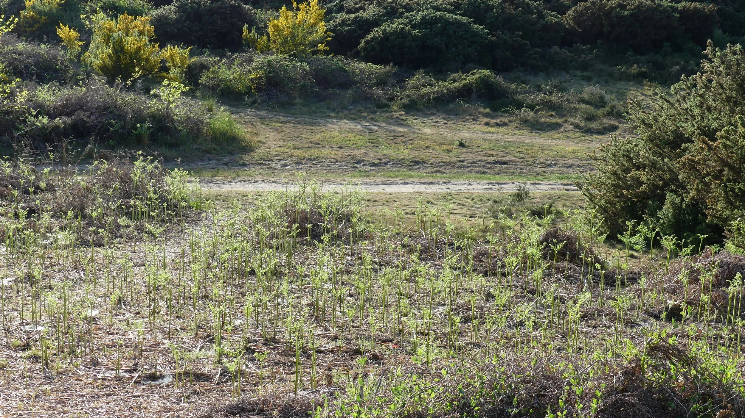 Sledging Hill 1.jpg