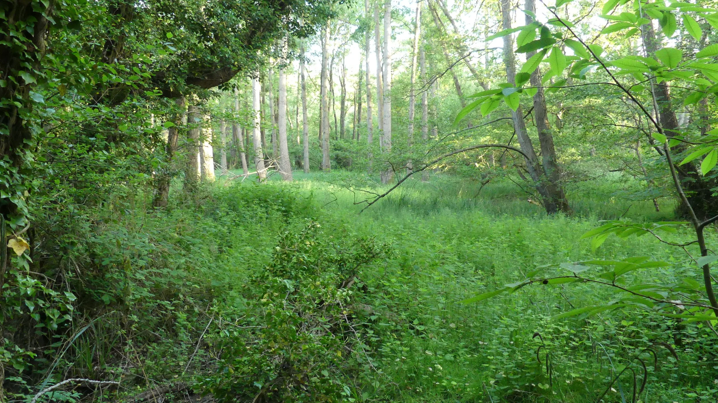 Wood 9.jpg
