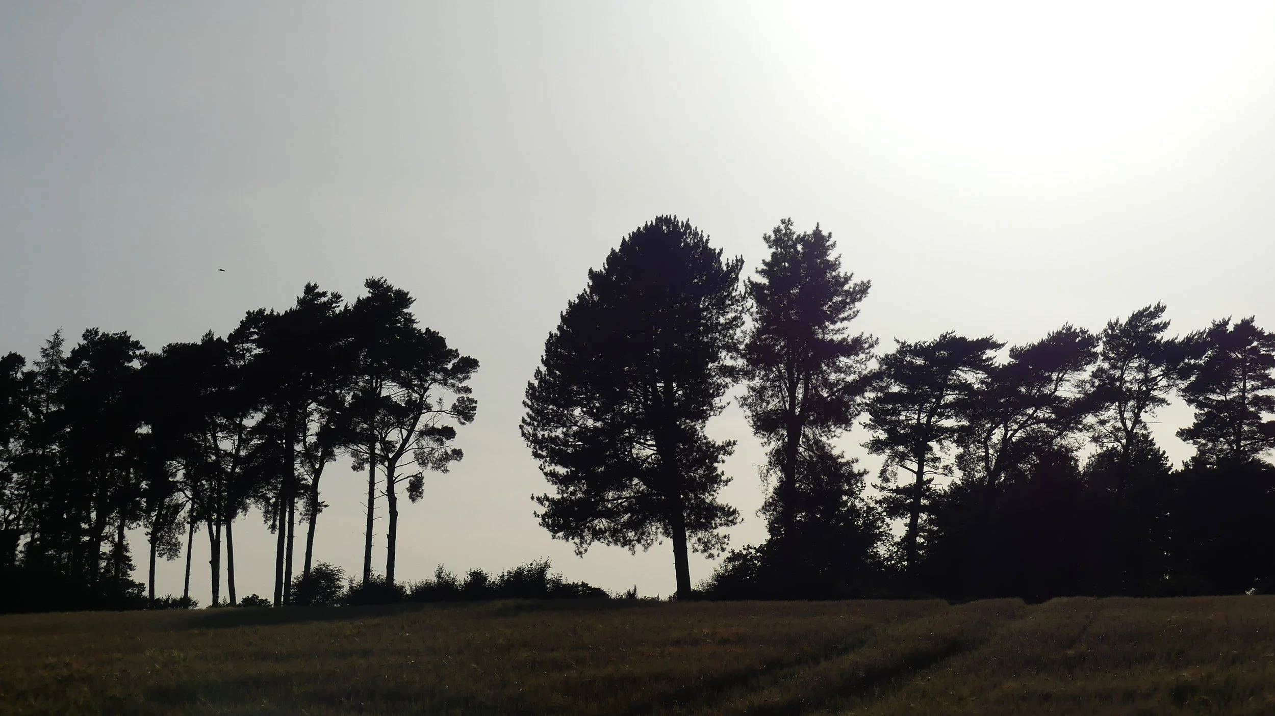 Silhouettes over Potato Field.jpg