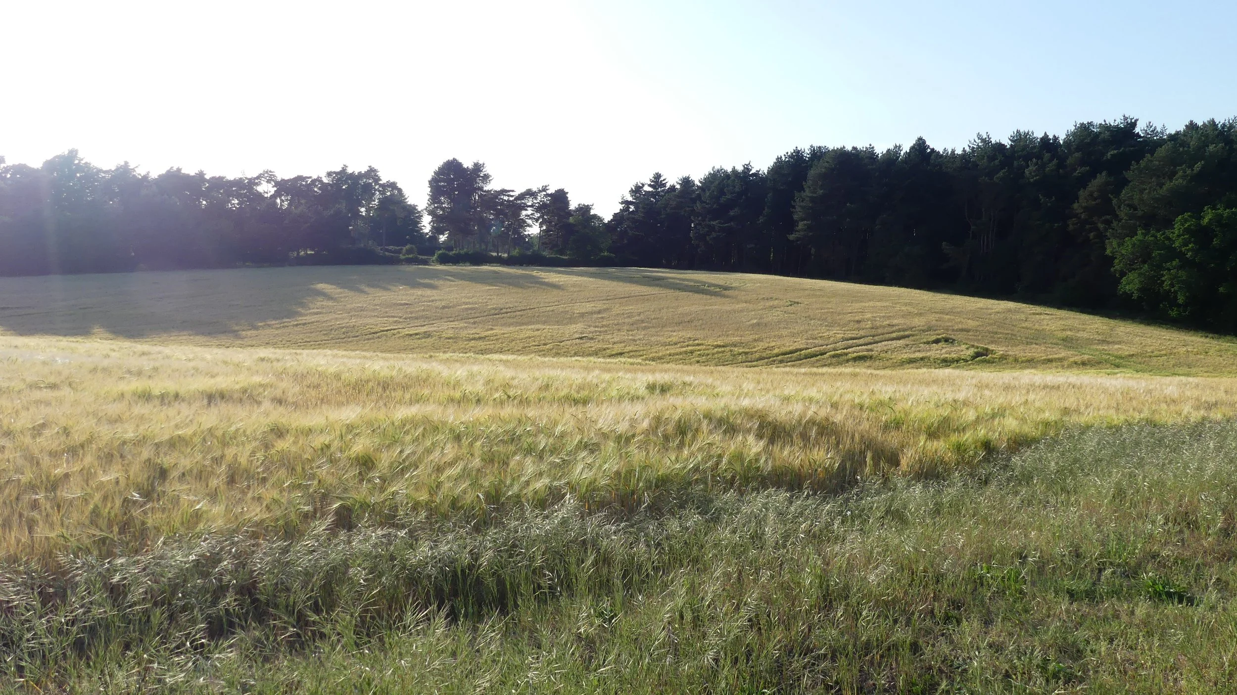 Potato Field 4.jpg