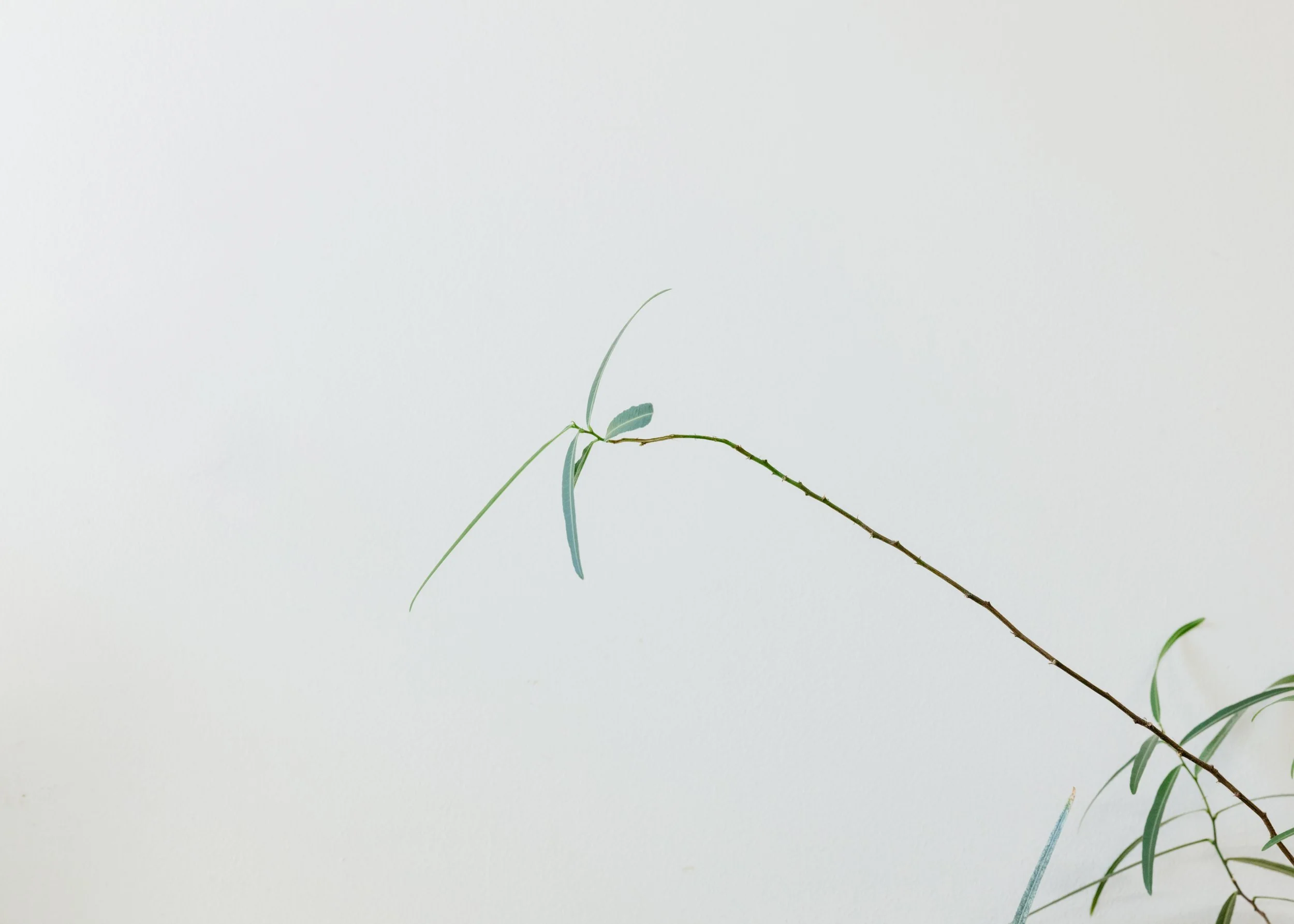 A minimalistic image of a thin, slightly curved plant stem with a few narrow, elongated green leaves against a plain white background.