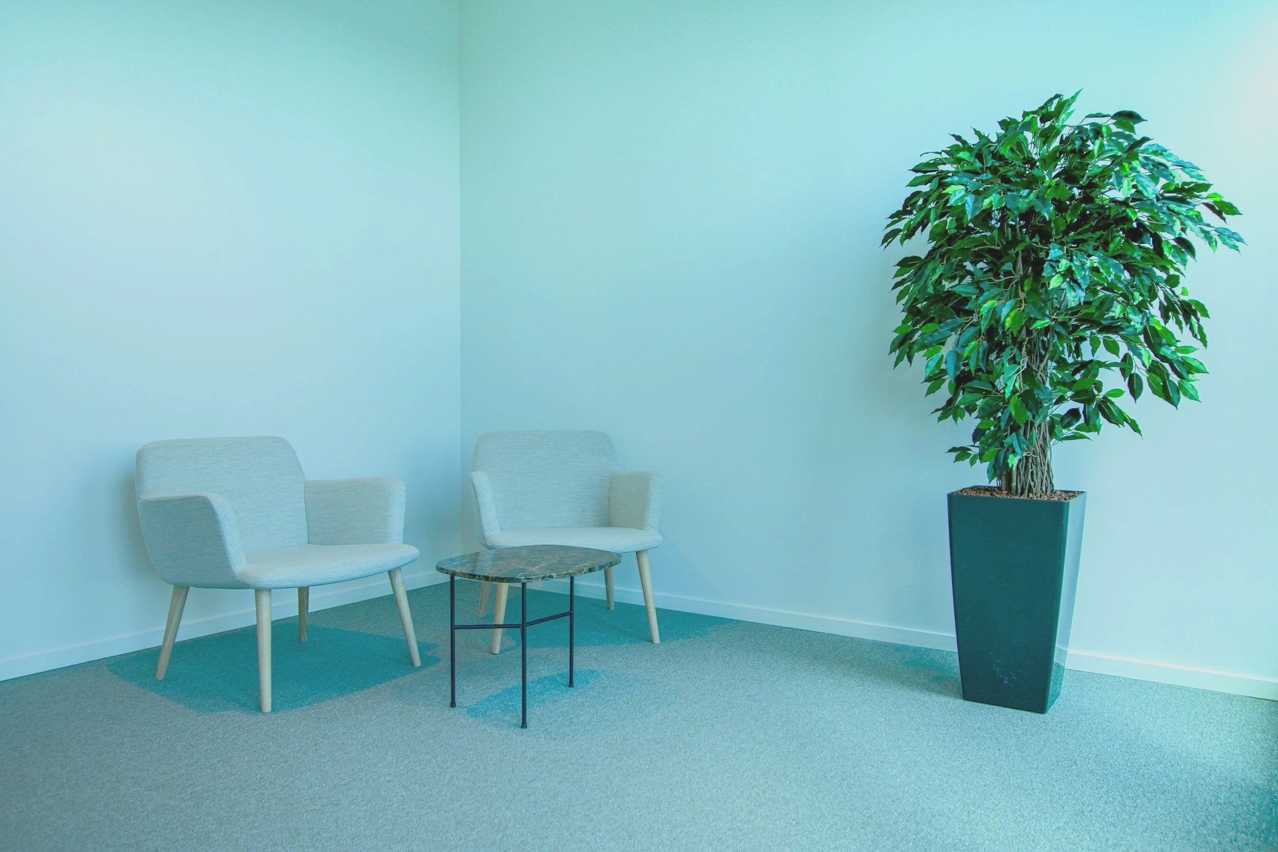 Two light-colored armchairs with wooden legs, a small round table with a dark marble top between them, and a large potted green plant in a tall dark planter in a minimalist room with light-colored walls and carpeted floor.